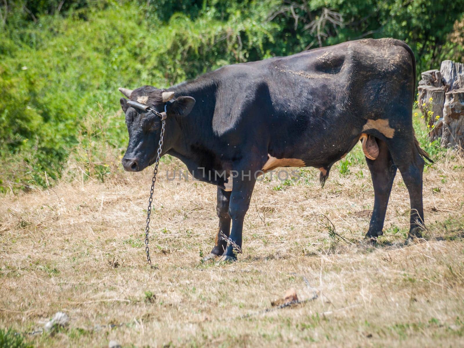 Young black bull tied with an iron chain in rural landscape on the background. Breeding cattle.