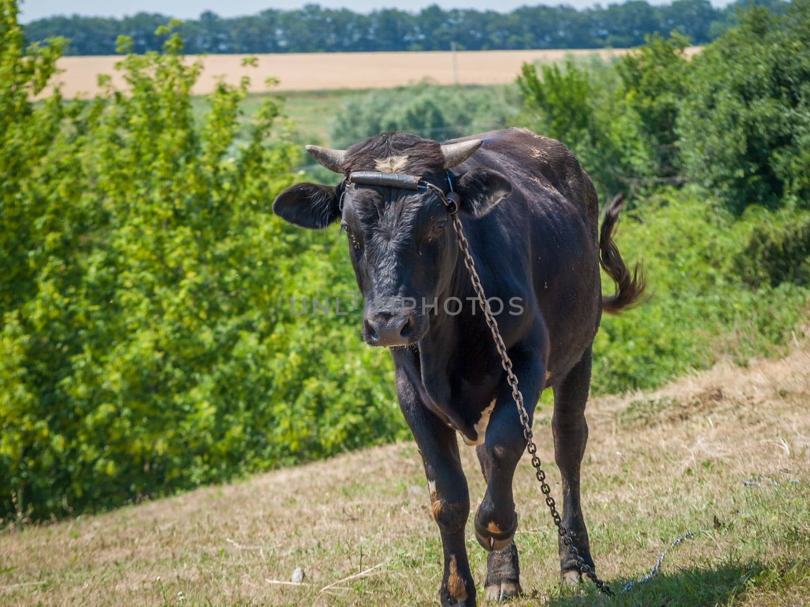 Young black bull tied with an iron chain in rural landscape on the background. Breeding cattle.