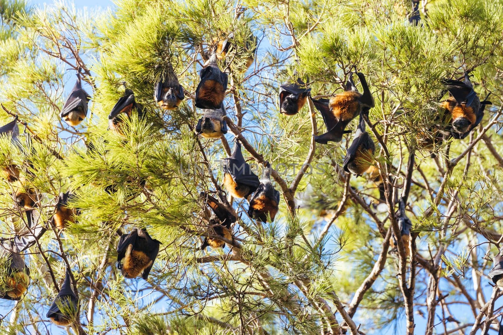 Flying Fox colony in trees in the city of Adelaide in South Australia, Australia