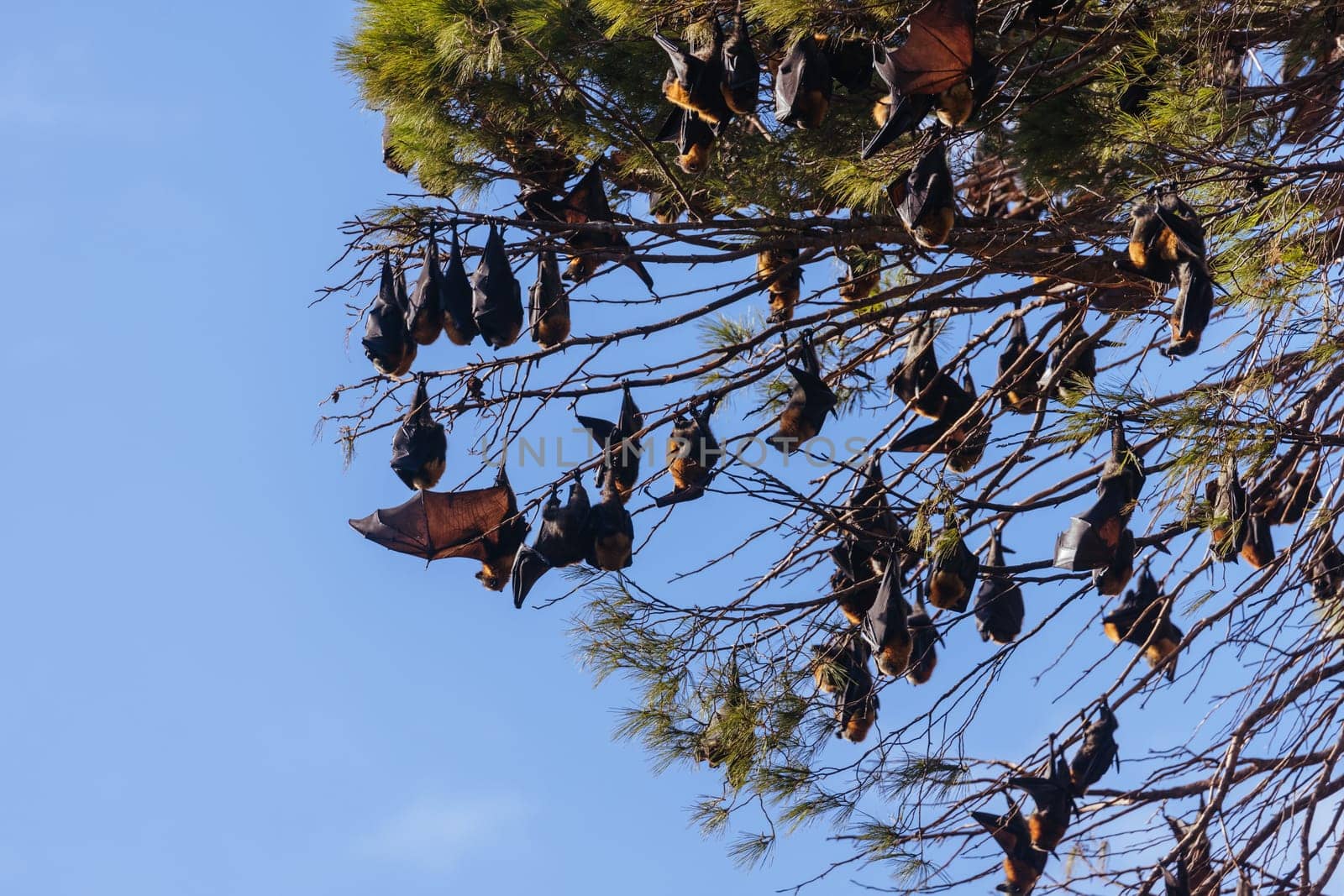 Flying Fox colony in trees in the city of Adelaide in South Australia, Australia
