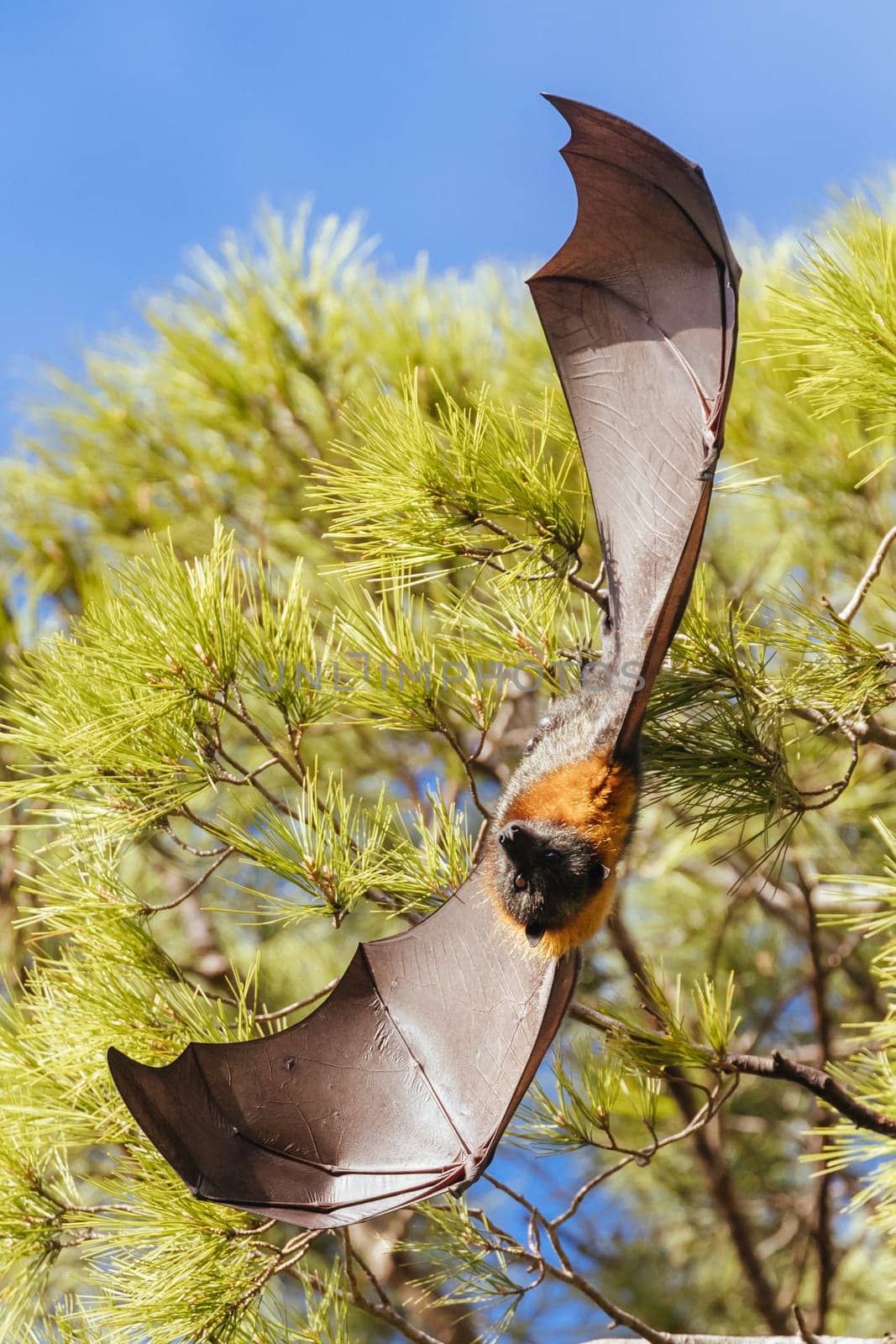 Flying Fox colony in trees in the city of Adelaide in South Australia, Australia
