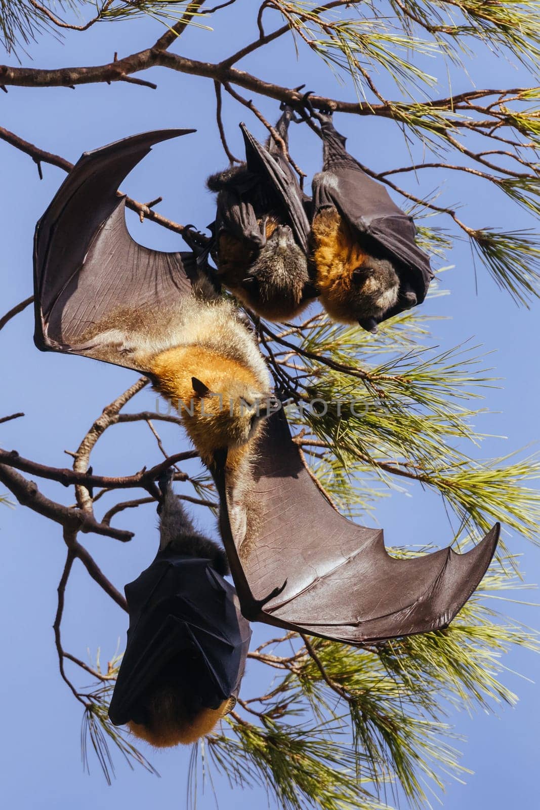 Flying Fox colony in trees in the city of Adelaide in South Australia, Australia