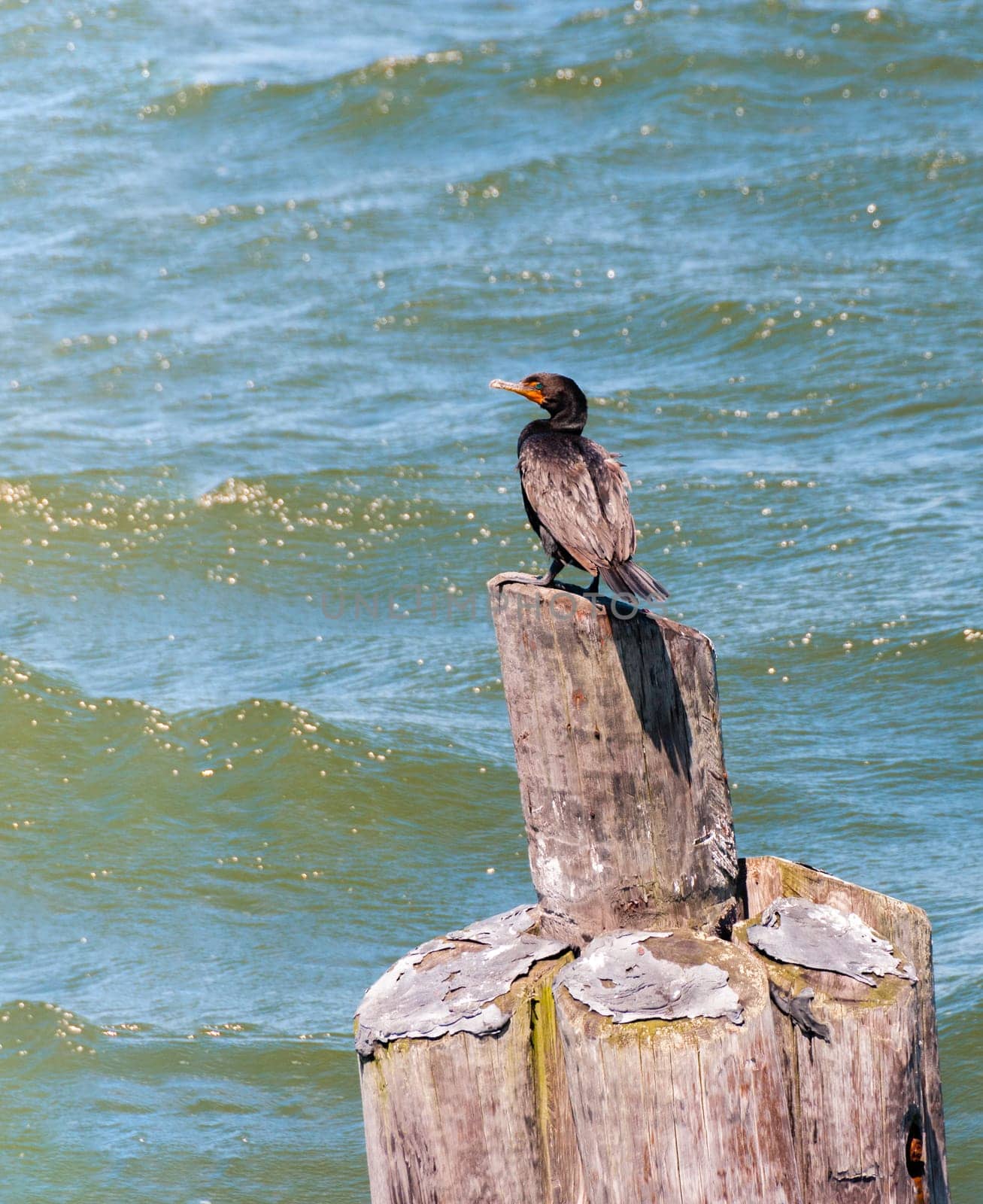 Lonely cormorant on waiting for relatives by ben44