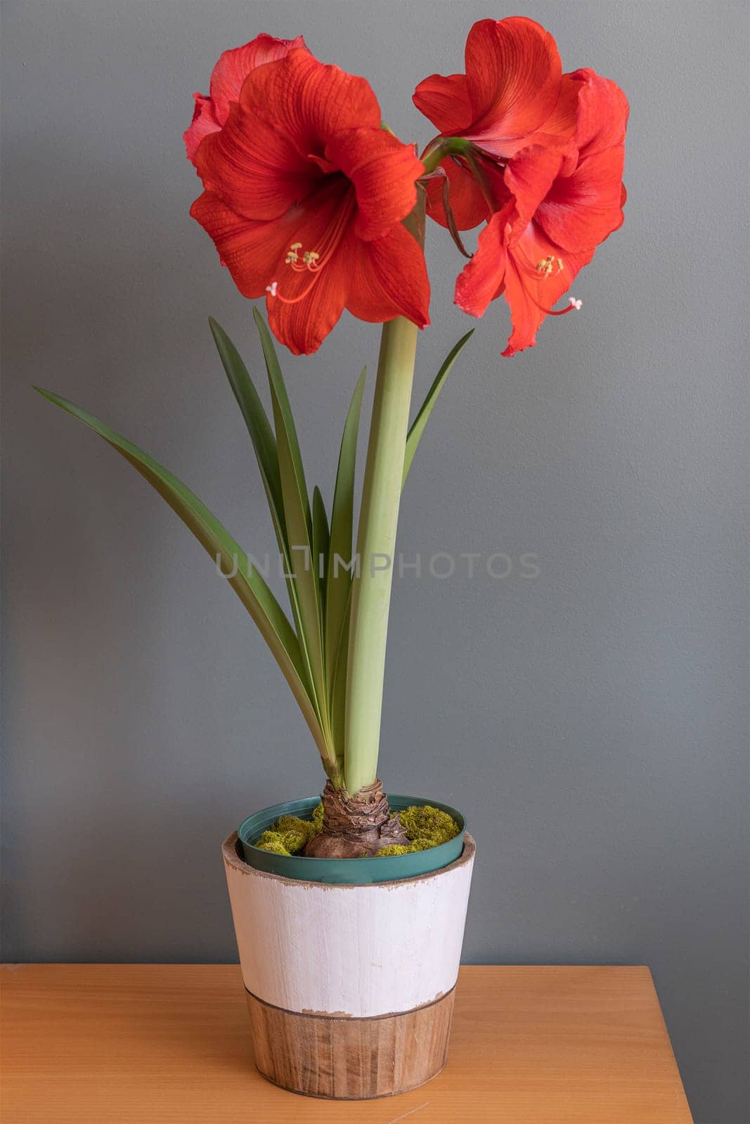 On the table is a pot with a beautiful, red amaryllis flower.