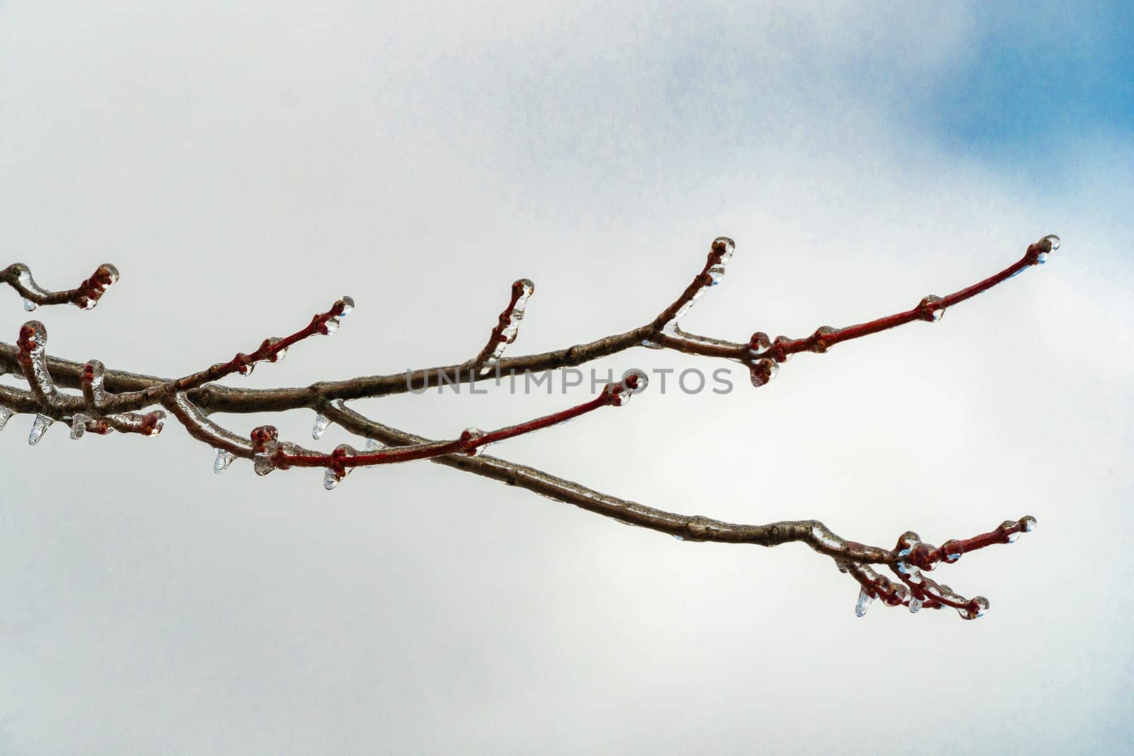 Tree branch covered with ice by ben44