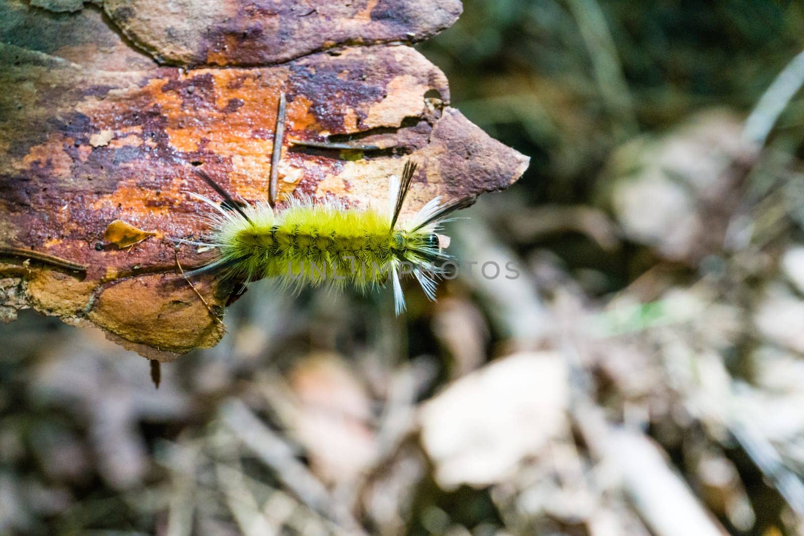 Green fluffy caterpillar crawls on a tree bark