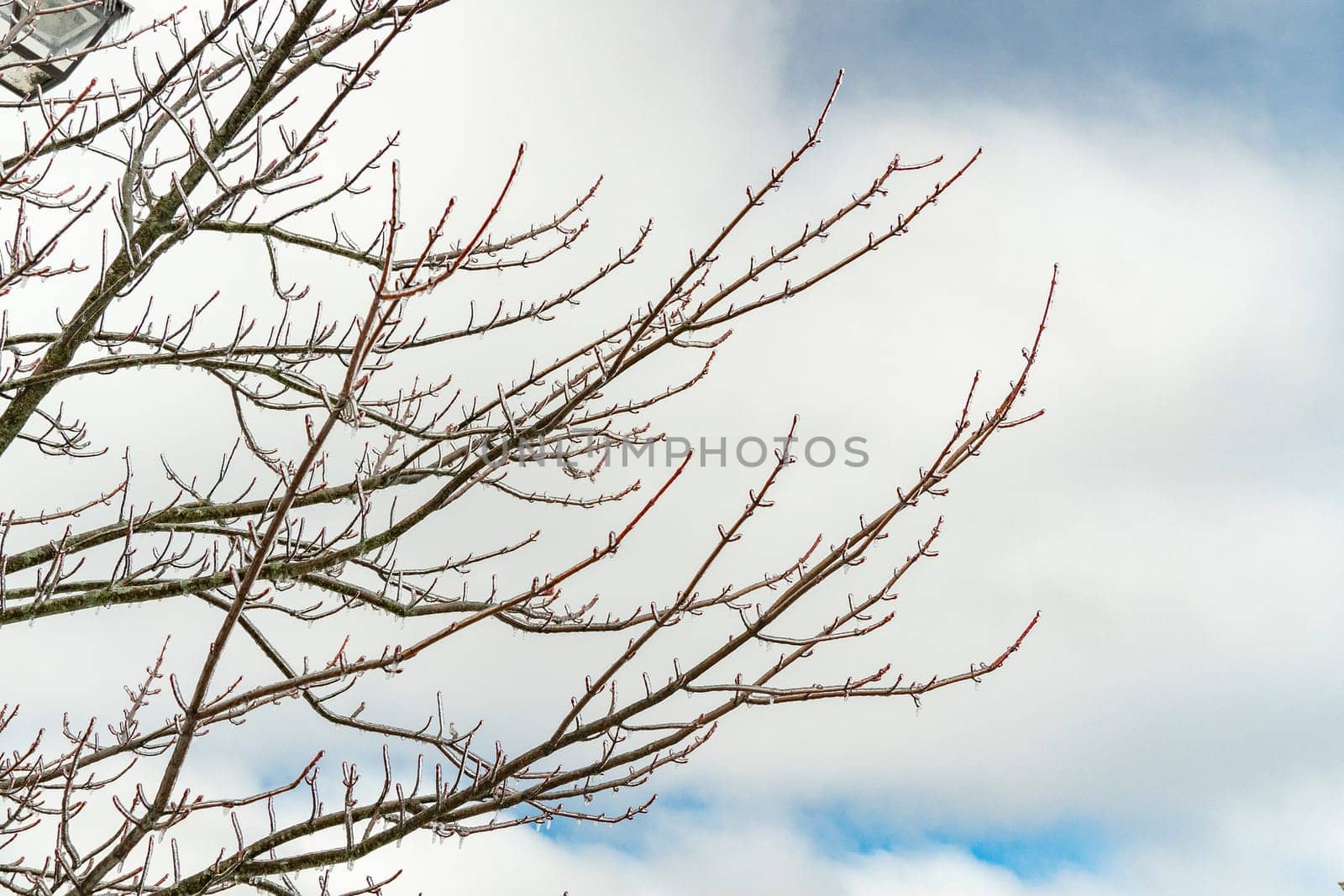 Bare trees covered with ice against the sky