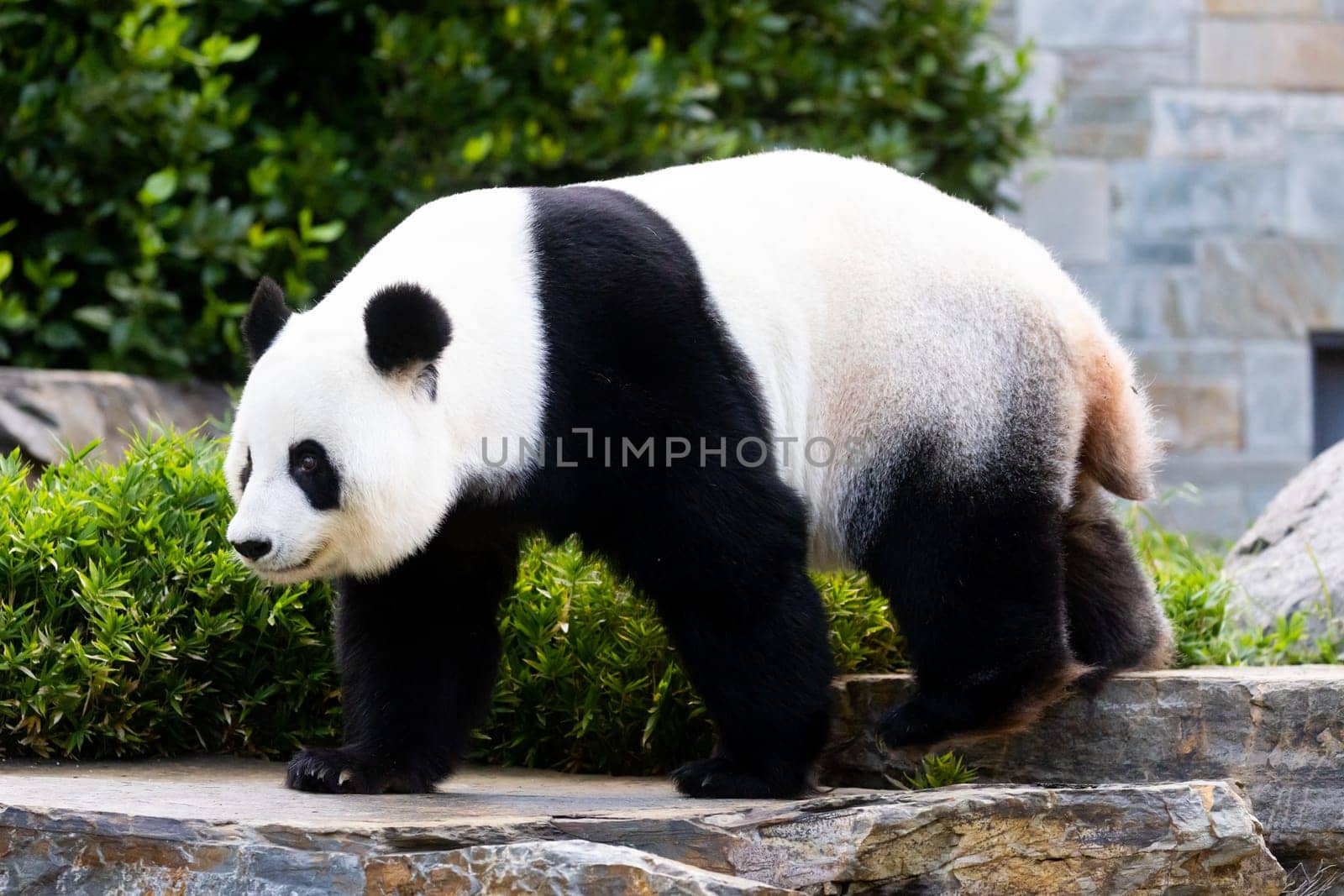 Giant Panda in a zoo environment in Australia