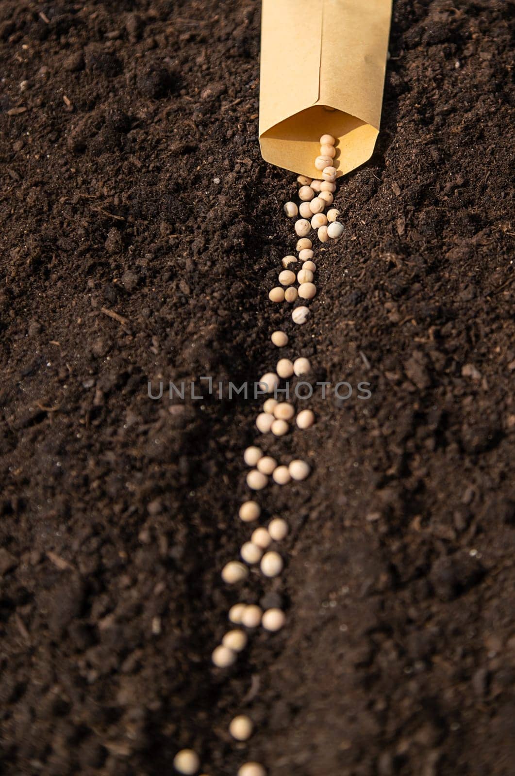 Sow pea seeds in the garden. Selective focus. nature.