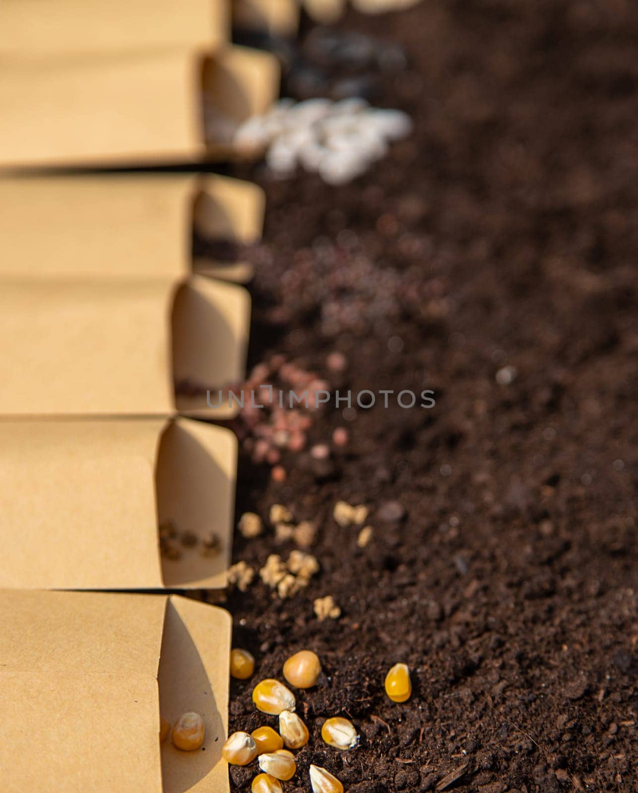 Sow different seeds in the garden. Selective focus. Nature.