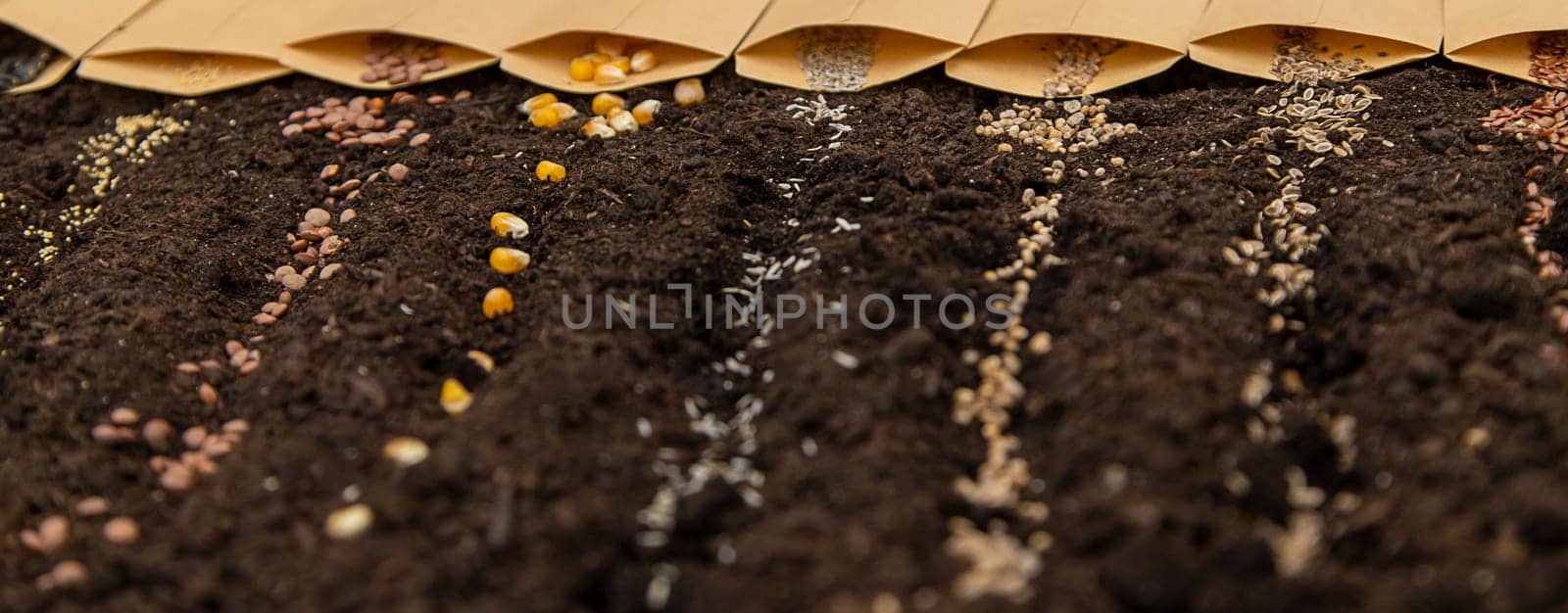 Sow different seeds in the garden. Selective focus. Nature.