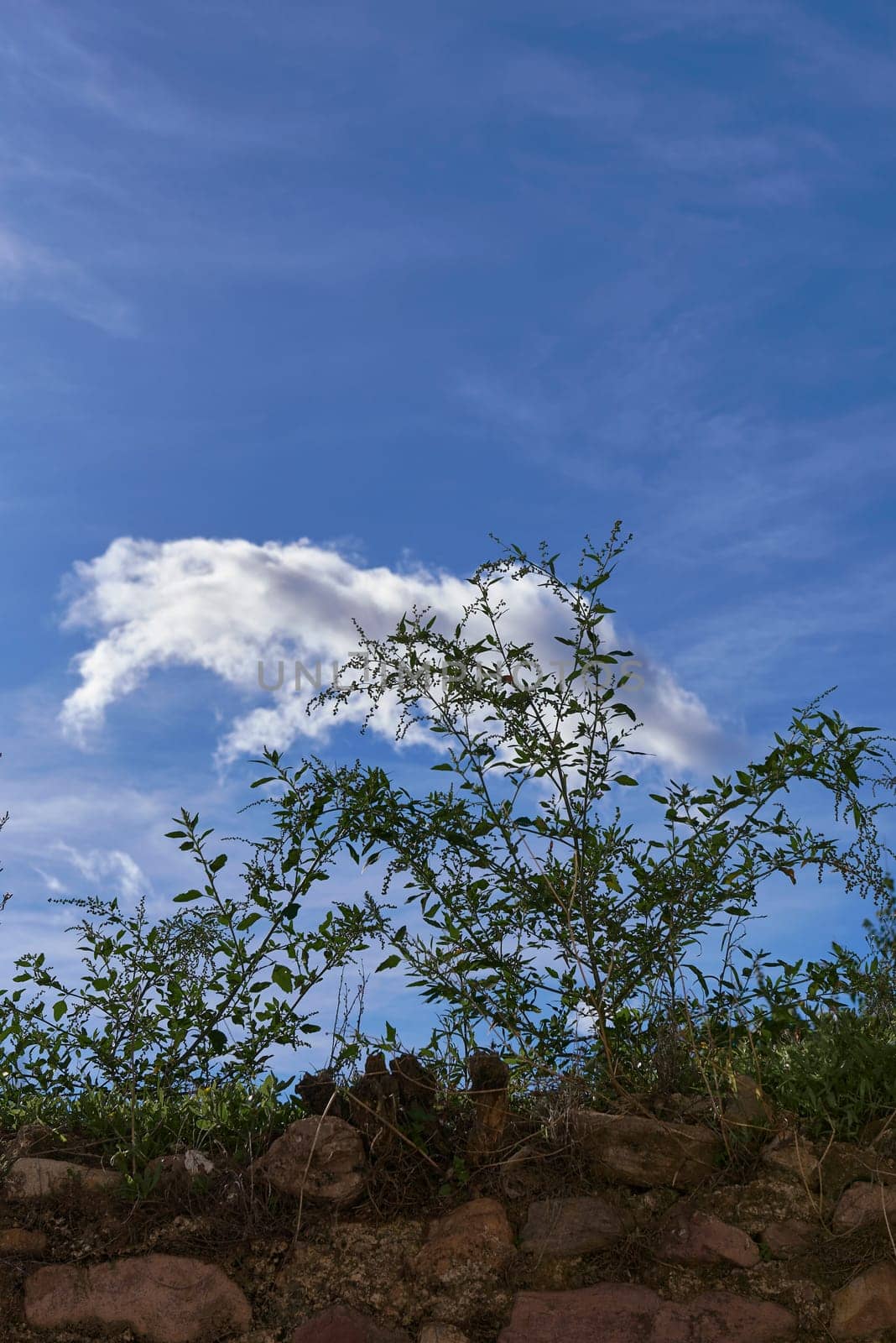 A cloud over plants in the blue sky. Metaphor, stone wall, lonely, no one, free space, green, frontal