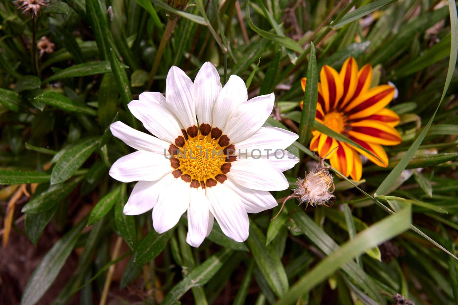 Group of two Indian flowers, orange and white. White and yellow Indian flower, unfocussed base. Macro photography, detail of the parts of the flower. Ismelia carinata
