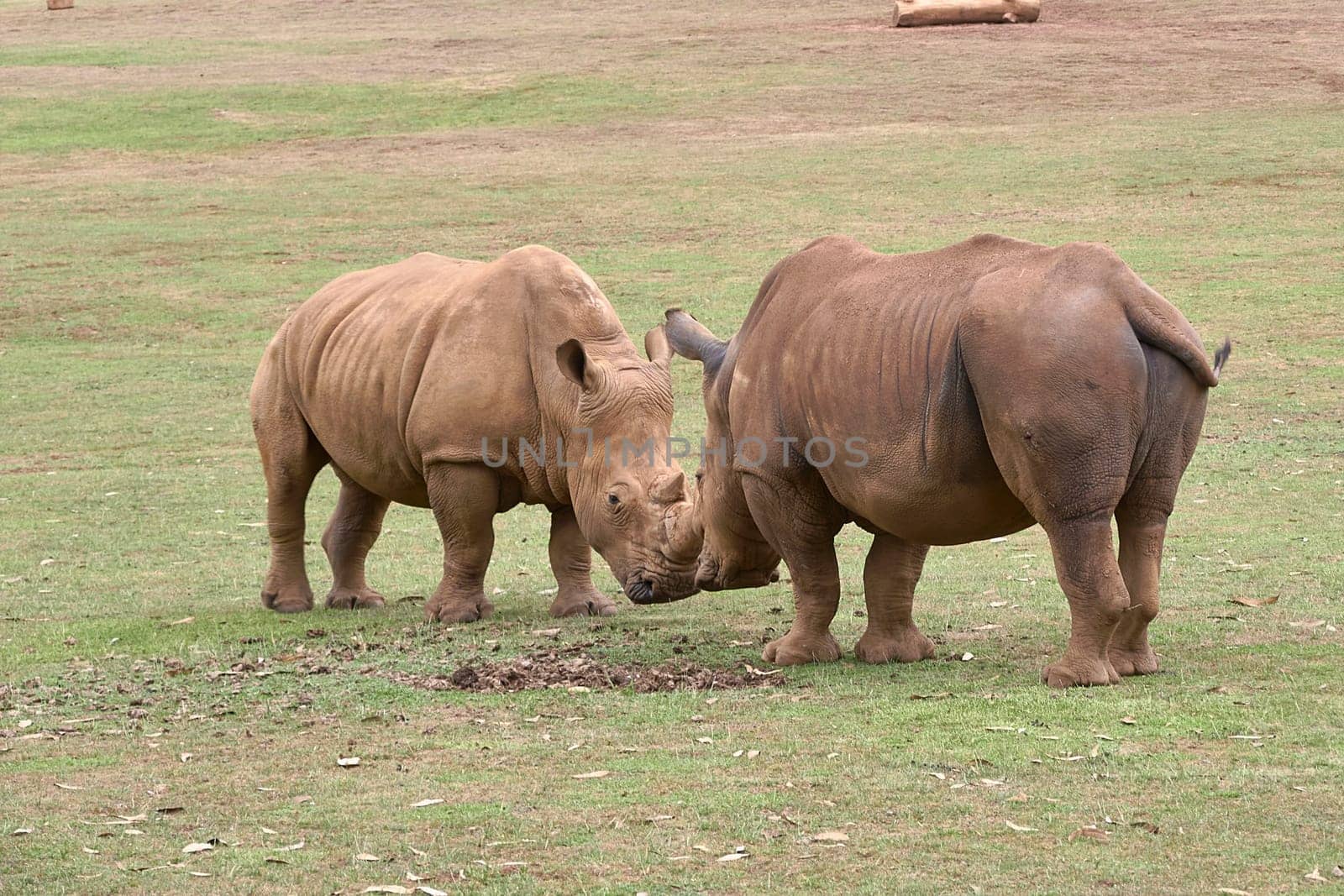 Two rhinoceroses facing each other head to head. Grass, horn detail, head, rage, challenge, power strength