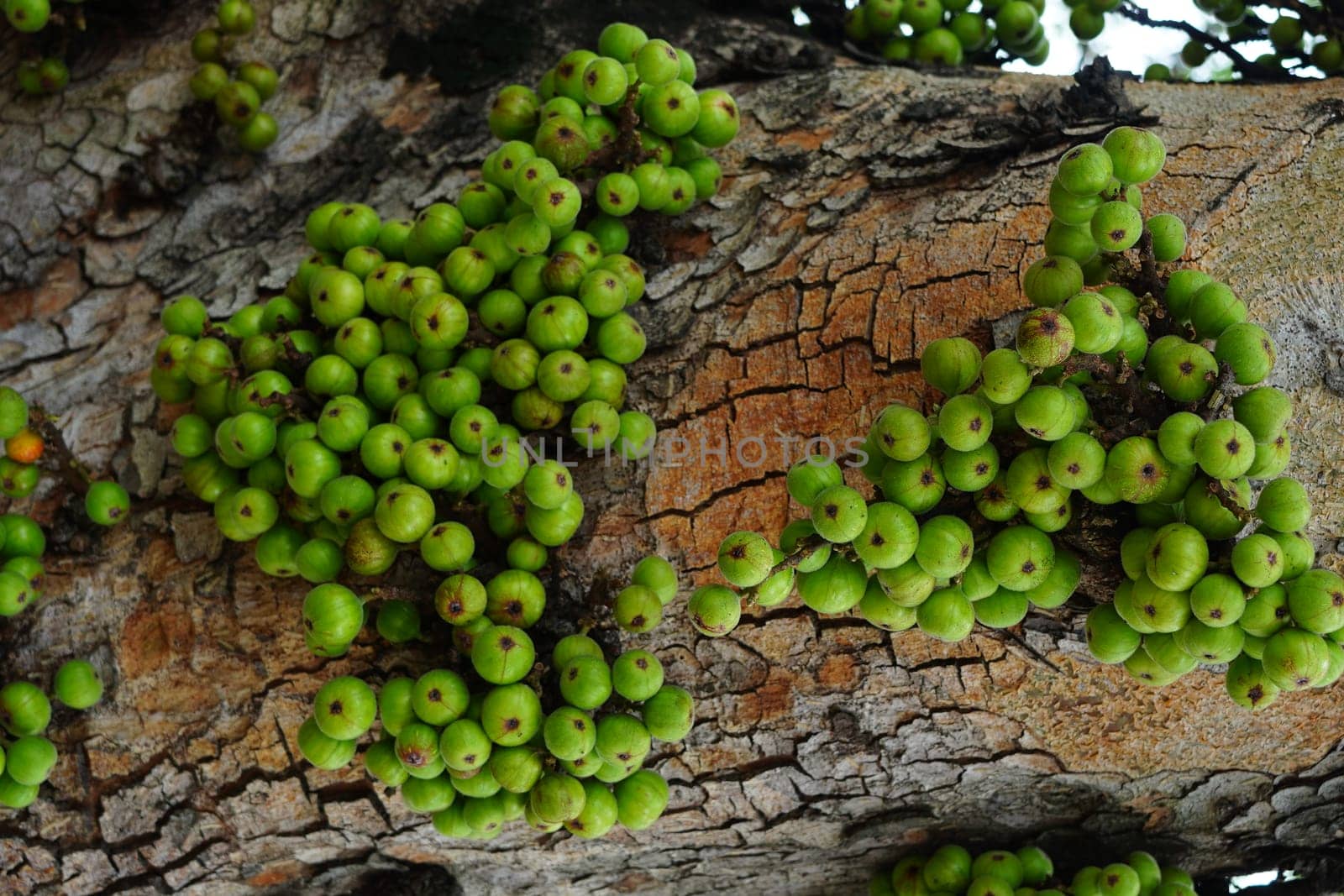 Cluster of Ficus racemosa or fig or Indian fig fruit on tree in Jakarta, Indonesia. Street Photography. Floral Photography.