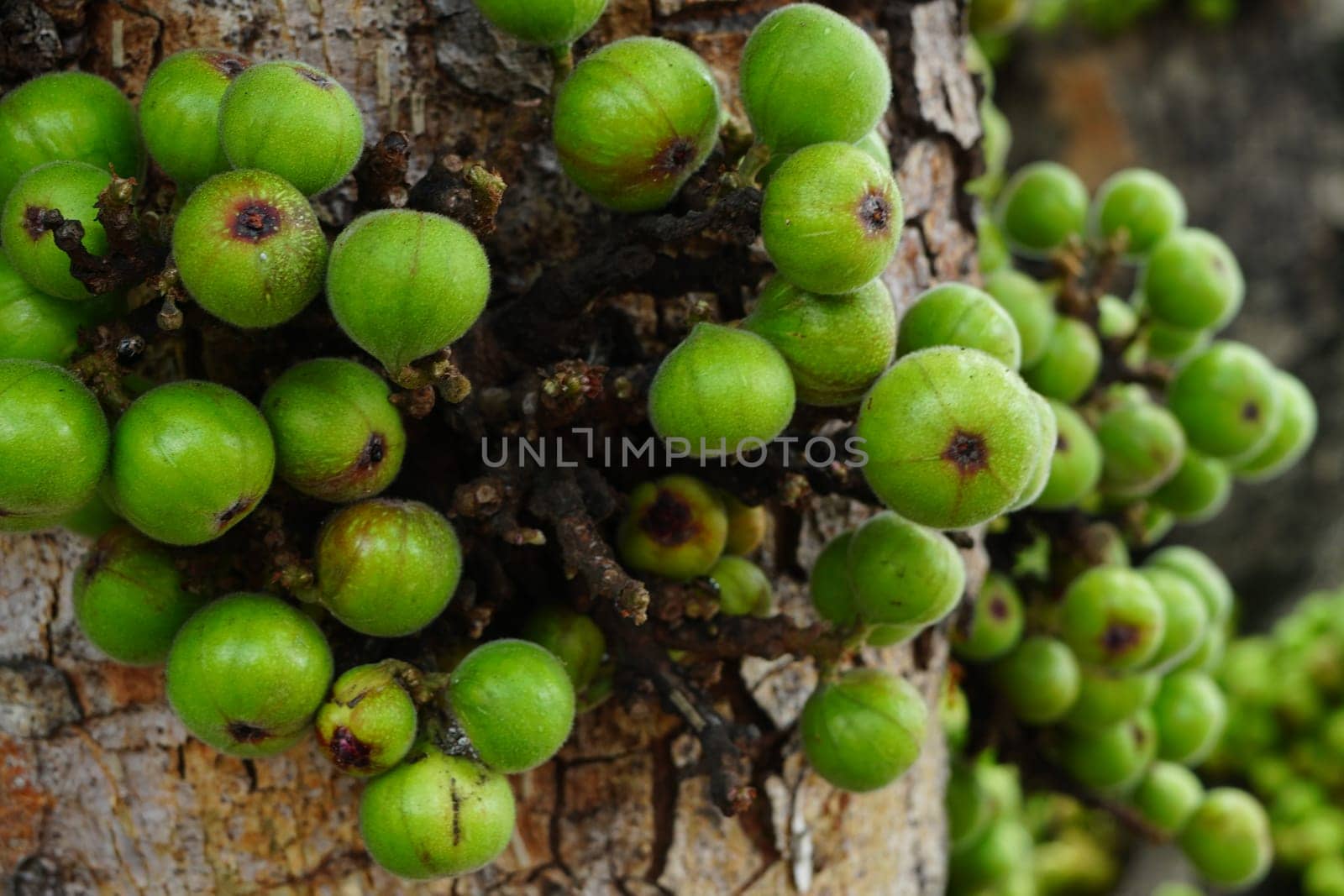 Cluster of Ficus racemosa or fig or Indian fig fruit on tree in Jakarta, Indonesia. Street Photography. Floral Photography.