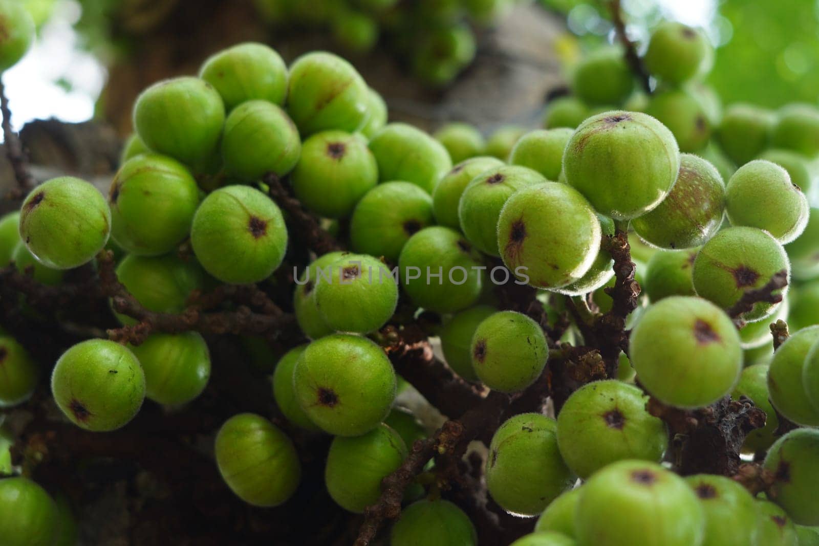 Cluster of Ficus racemosa or fig or Indian fig fruit on tree in Jakarta, Indonesia. Street Photography. Floral Photography.