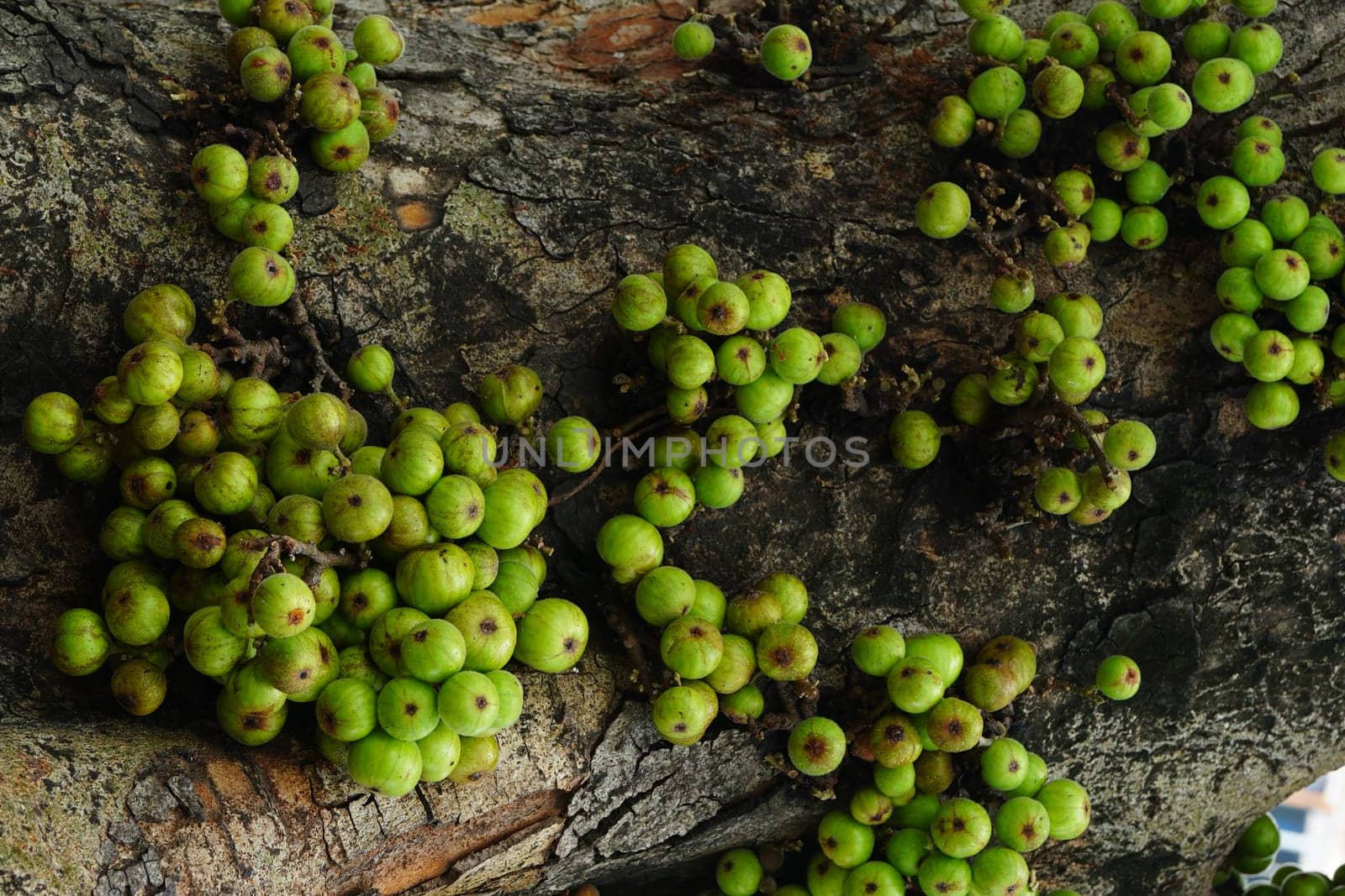 Cluster of Ficus racemosa or fig or Indian fig fruit on tree in Jakarta, Indonesia. Street Photography. Floral Photography.