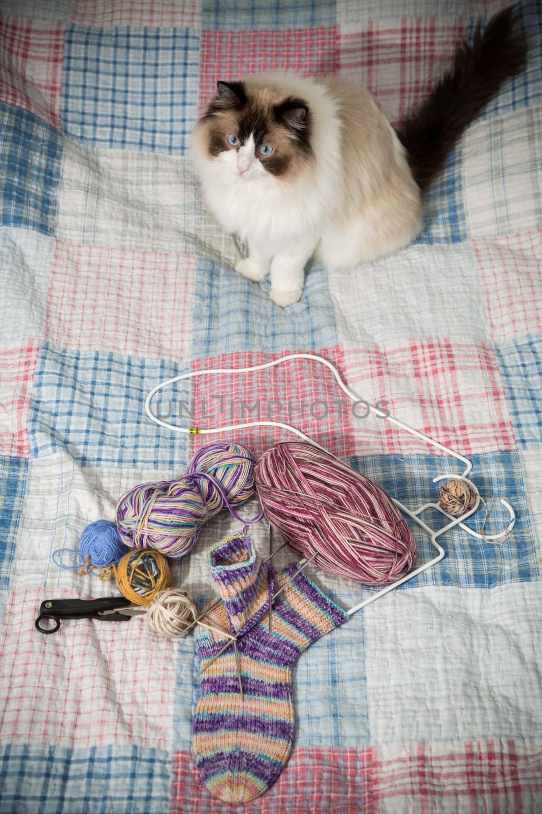 Colored threads, knitting needles and other items for hand knitting and a cute domestic cat Ragdoll on the bed.