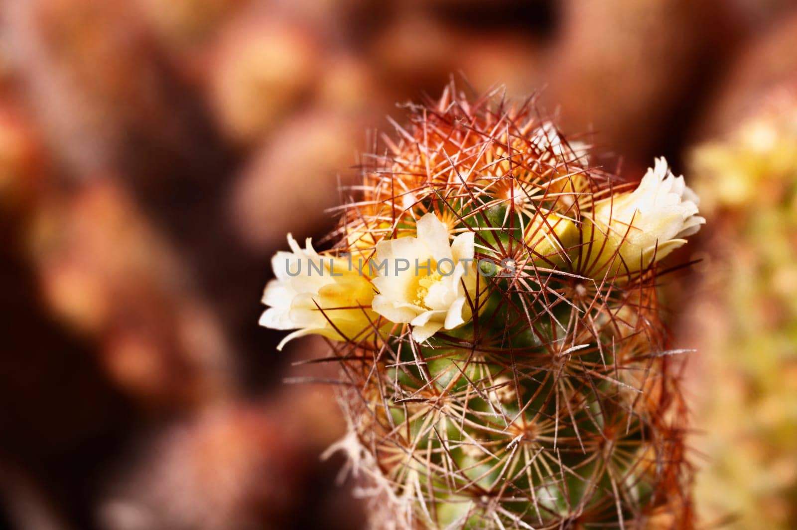 Mammillaria elongata plant -gold lace cactus  or lady finger cactus - ,plant with oval stems covered with brown spines with yellow flowers 