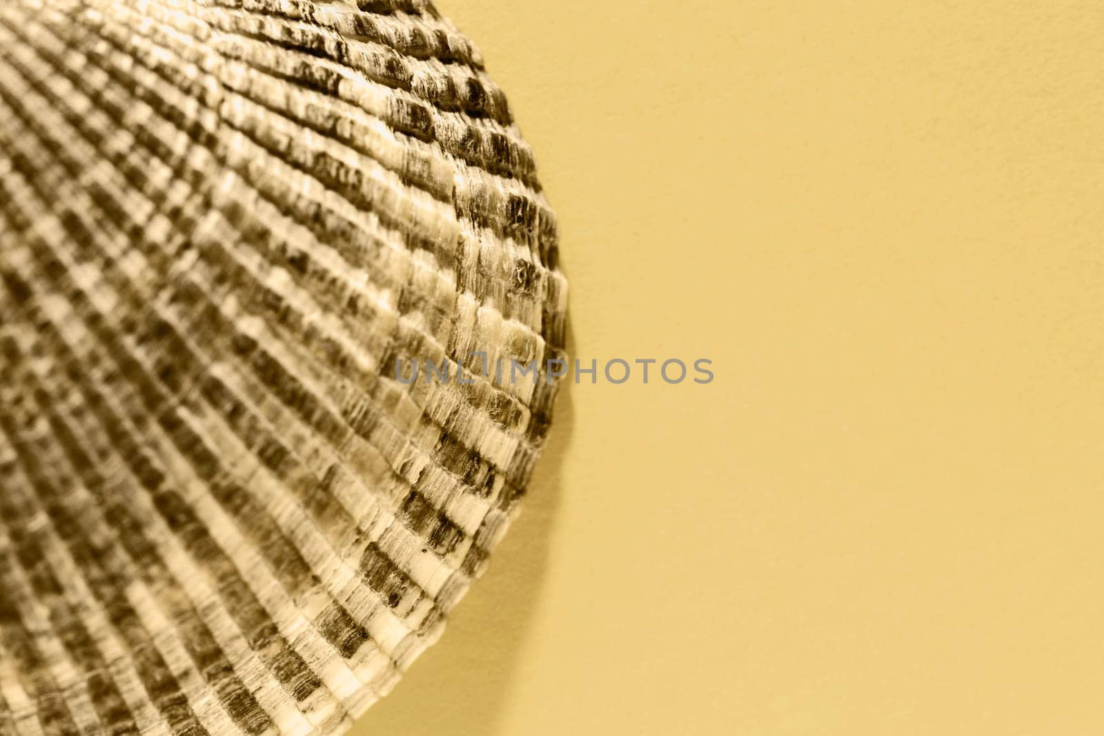 Detail of  seashell on yellow background ,animal shell