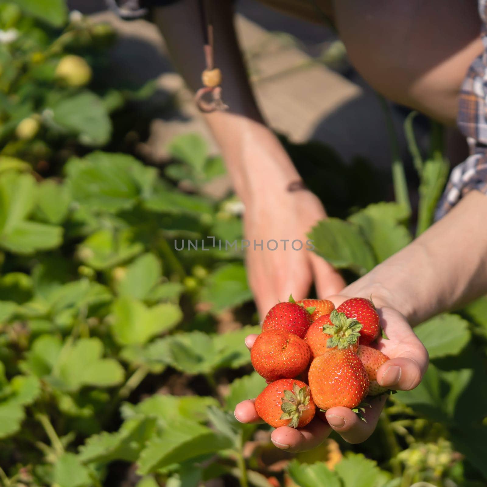 Female hands hold a handful of juicy ripe red strawberries. by africapink