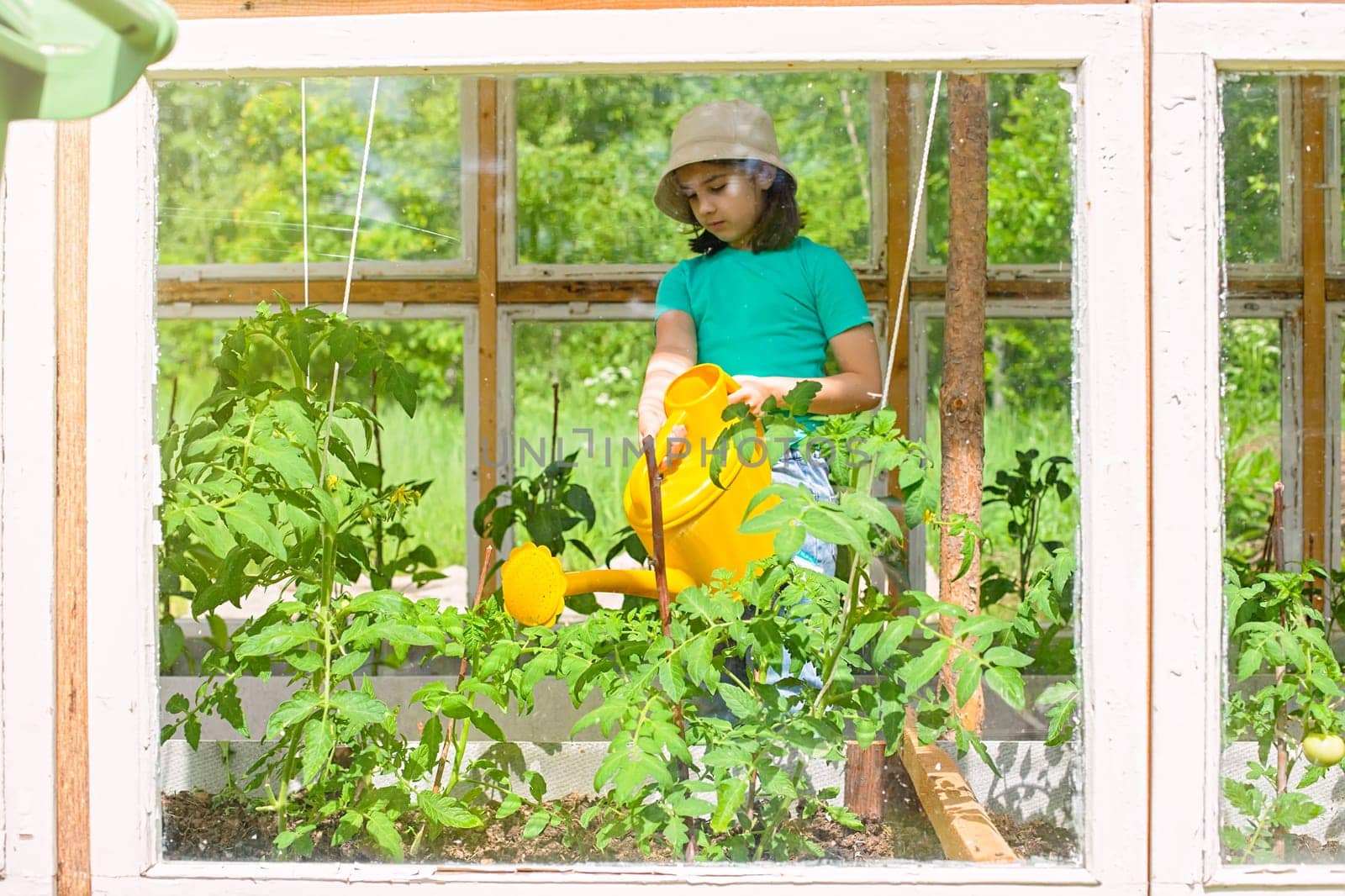 A little girl waters with a yellow watering can, tomato bushes in a vegetable greenhouse, in summer, on a sunny day