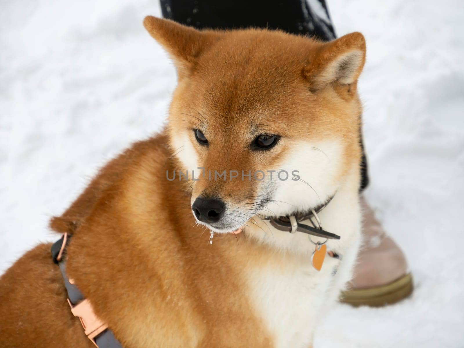 Japanese red coat dog is in winter forest. Portrait of beautiful Shiba inu male standing in the forest on the snow and trees background. High quality photo. Walk in winter