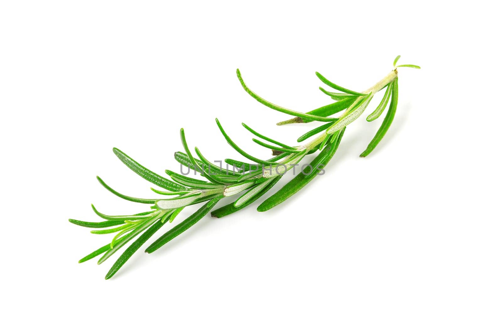 Fresh green sprig of rosemary isolated on a white background. green natural spices