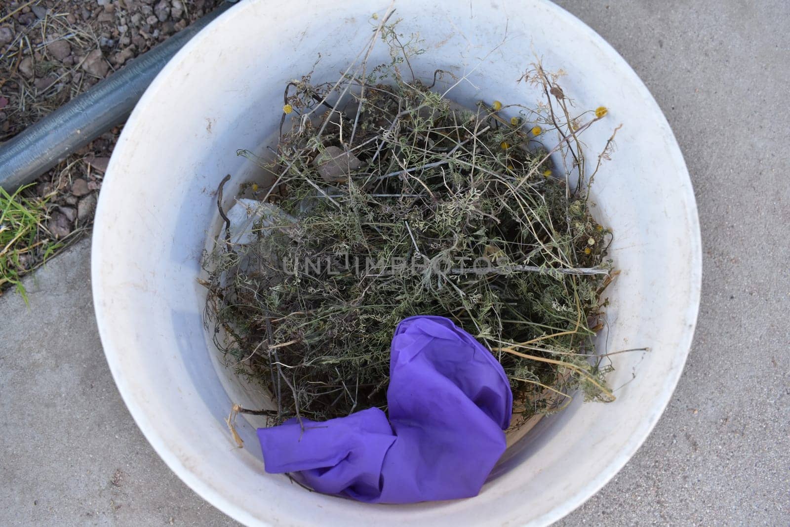 Bucket Full of Pulled Weeds and Used Latex Glove. High quality photo