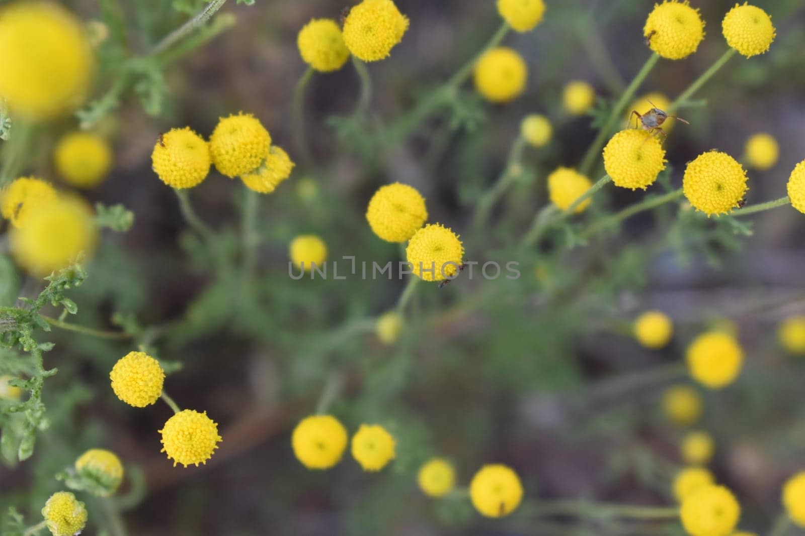 Yellow Ball Flowers on Globe Chamomile Stinknet n Arizona Yard. High quality photo