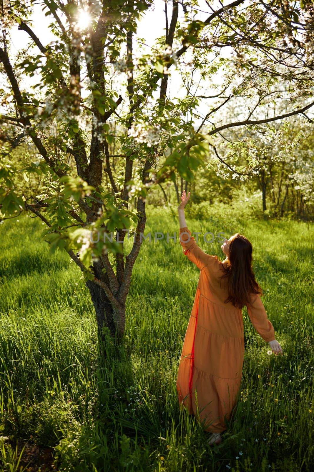a beautiful, joyful woman stands in a long orange dress near a tree blooming with white flowers during sunset, illuminated from the back and joyfully raises her hands up. High quality photo