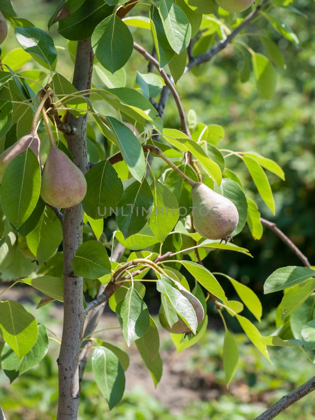 Pear tree with fruits in the garden in summer day with blurred background. Shallow depth of field.