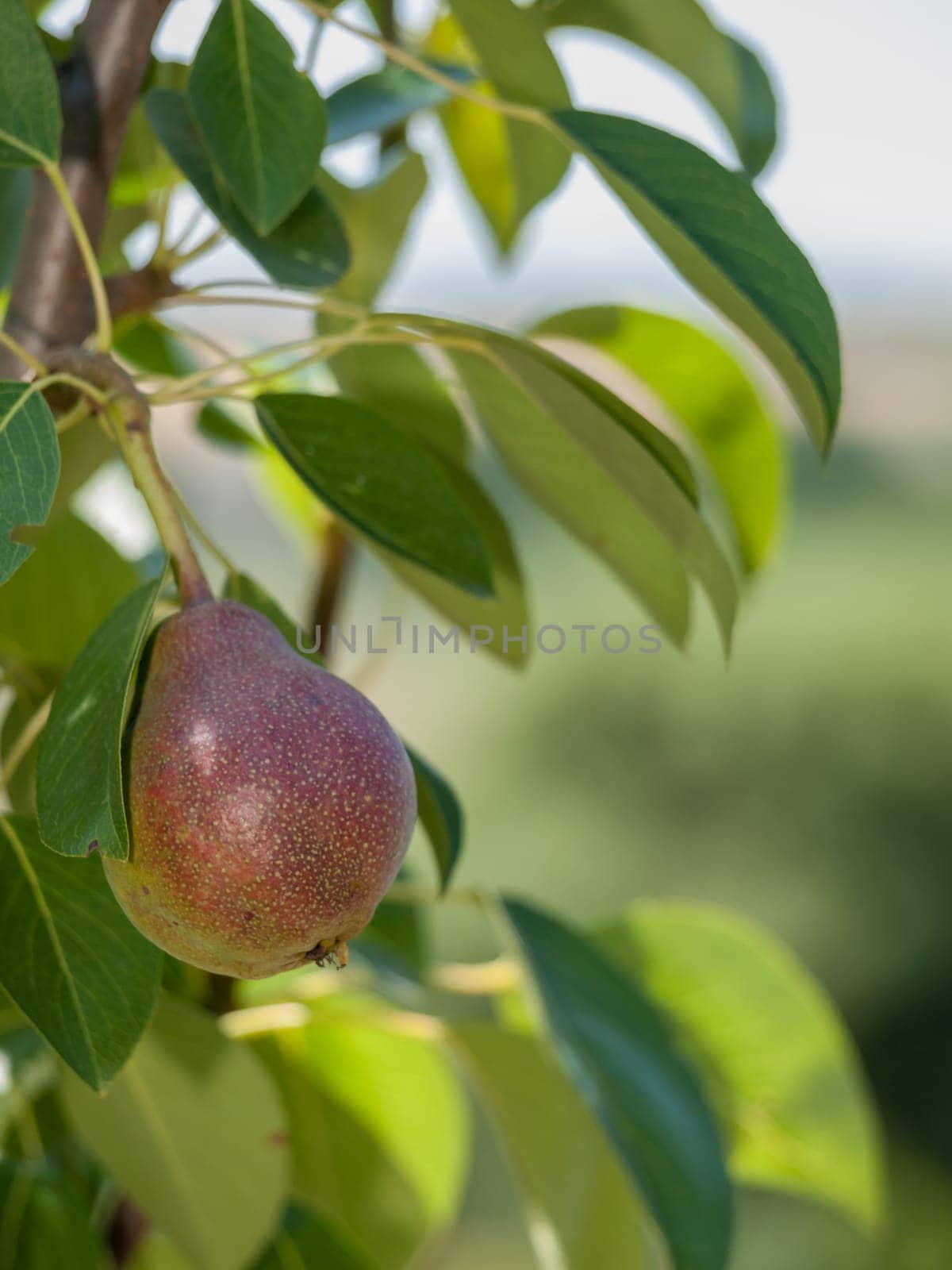 Close-up view of pear on the tree in summer day with blurred background. Shallow depth of field.