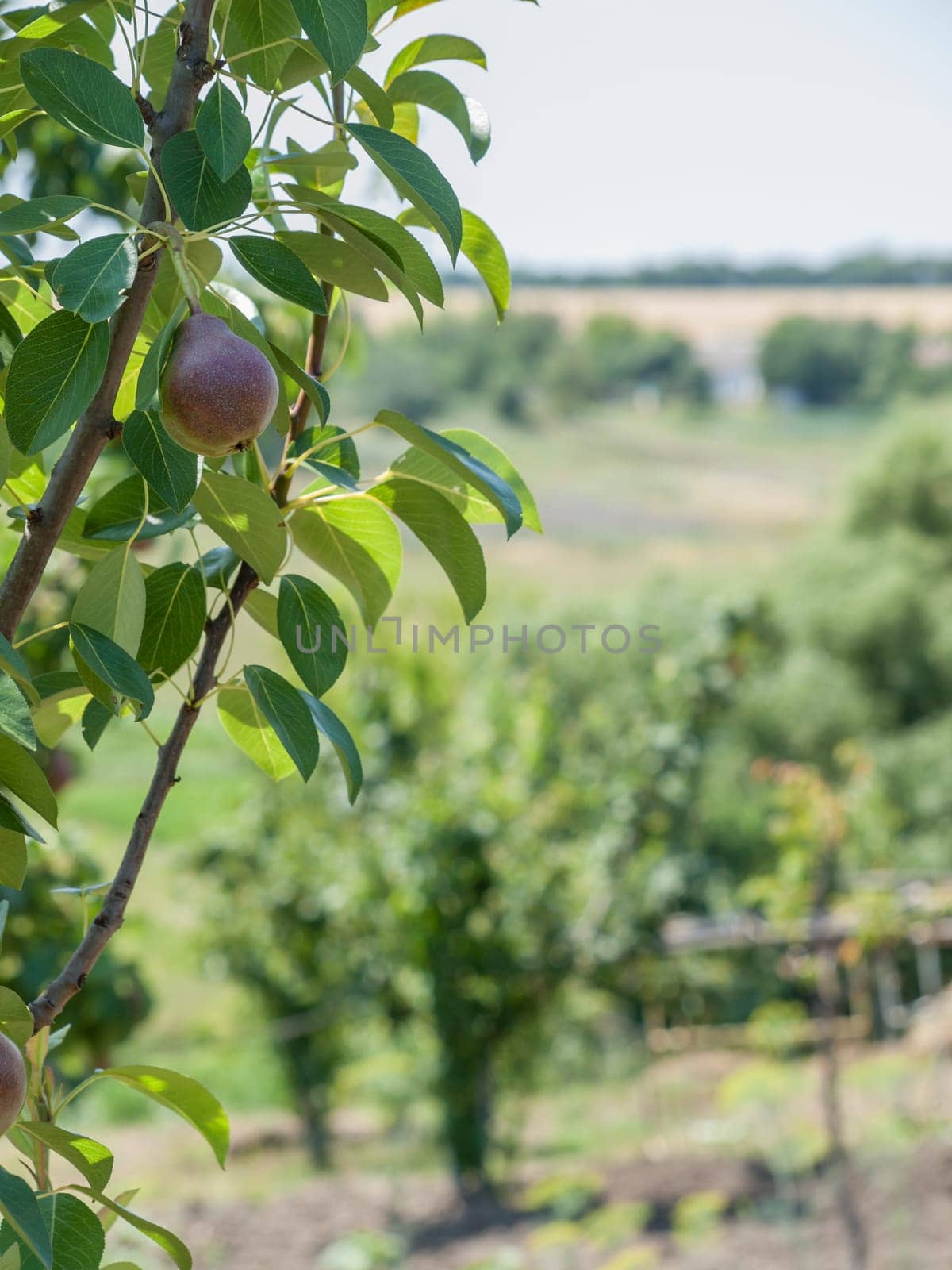 Branch of pear tree with fruit in the garden in summer day with blurred background. Shallow depth of field.