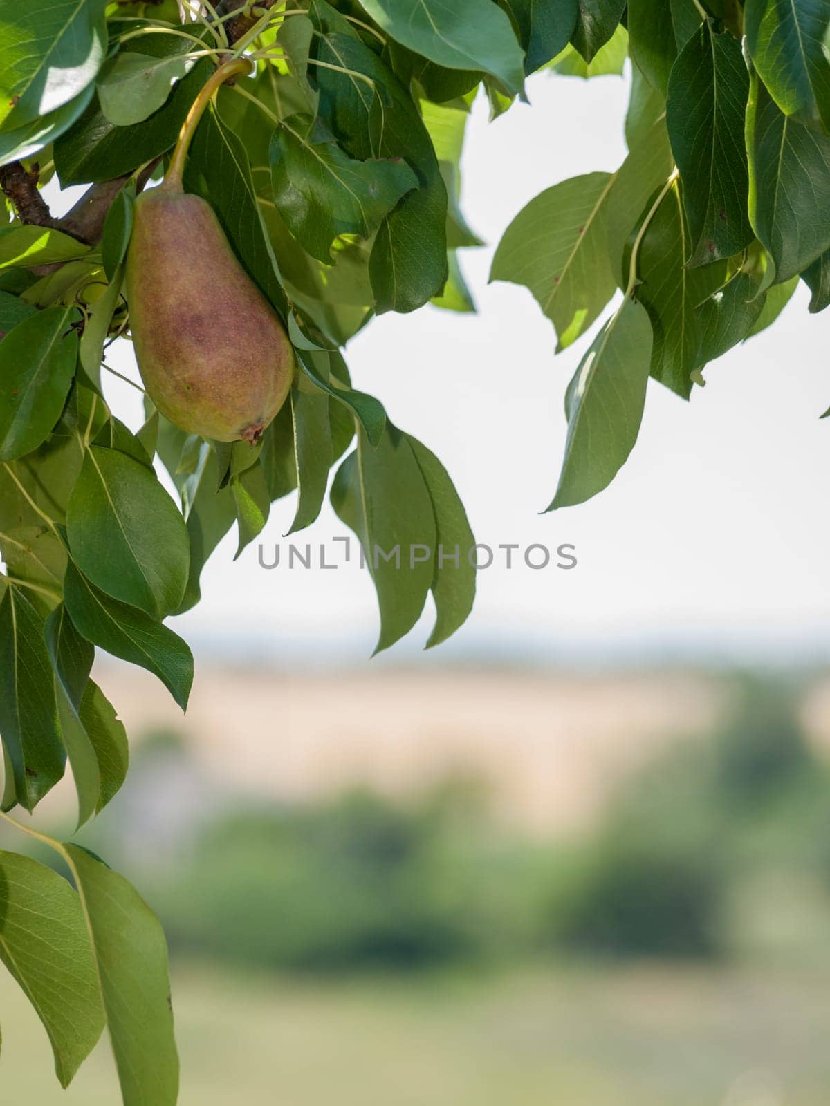Branch of pear tree with fruit in the garden in summer day with blurred background. Shallow depth of field.