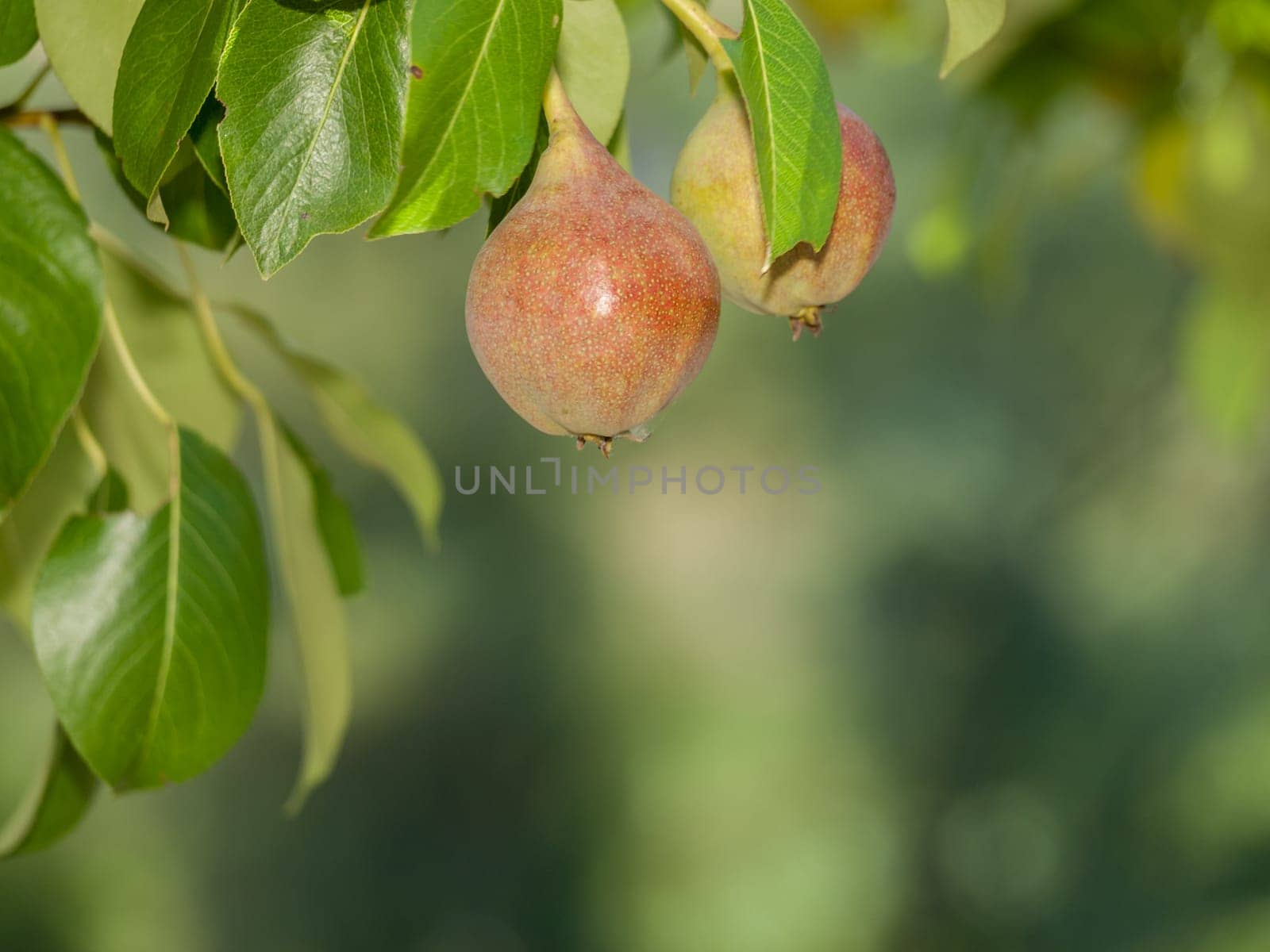 Close-up view of pears on the tree in summer day with blurred background. Shallow depth of field.