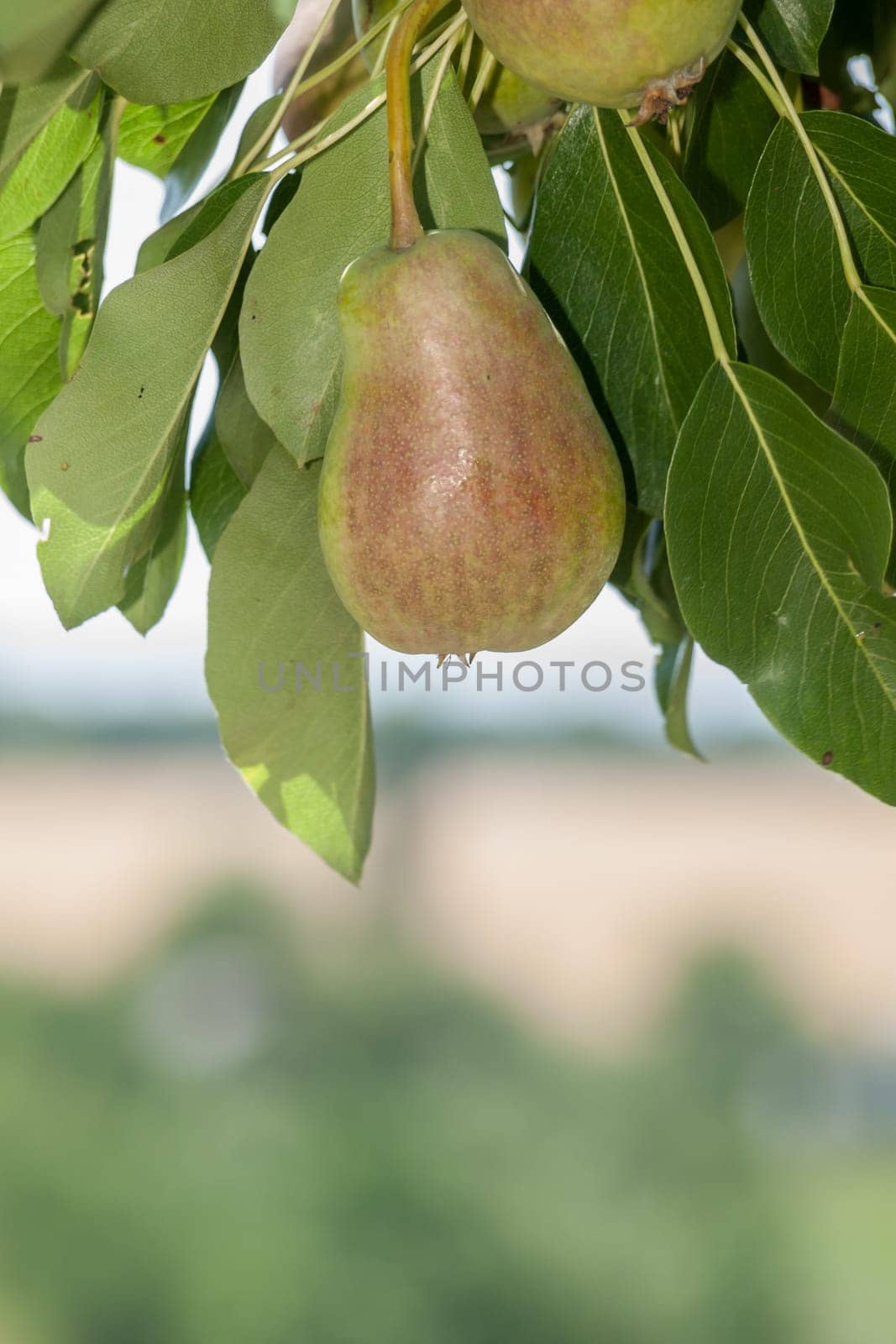 Close-up view of pears on the tree in summer day with blurred background. Shallow depth of field.