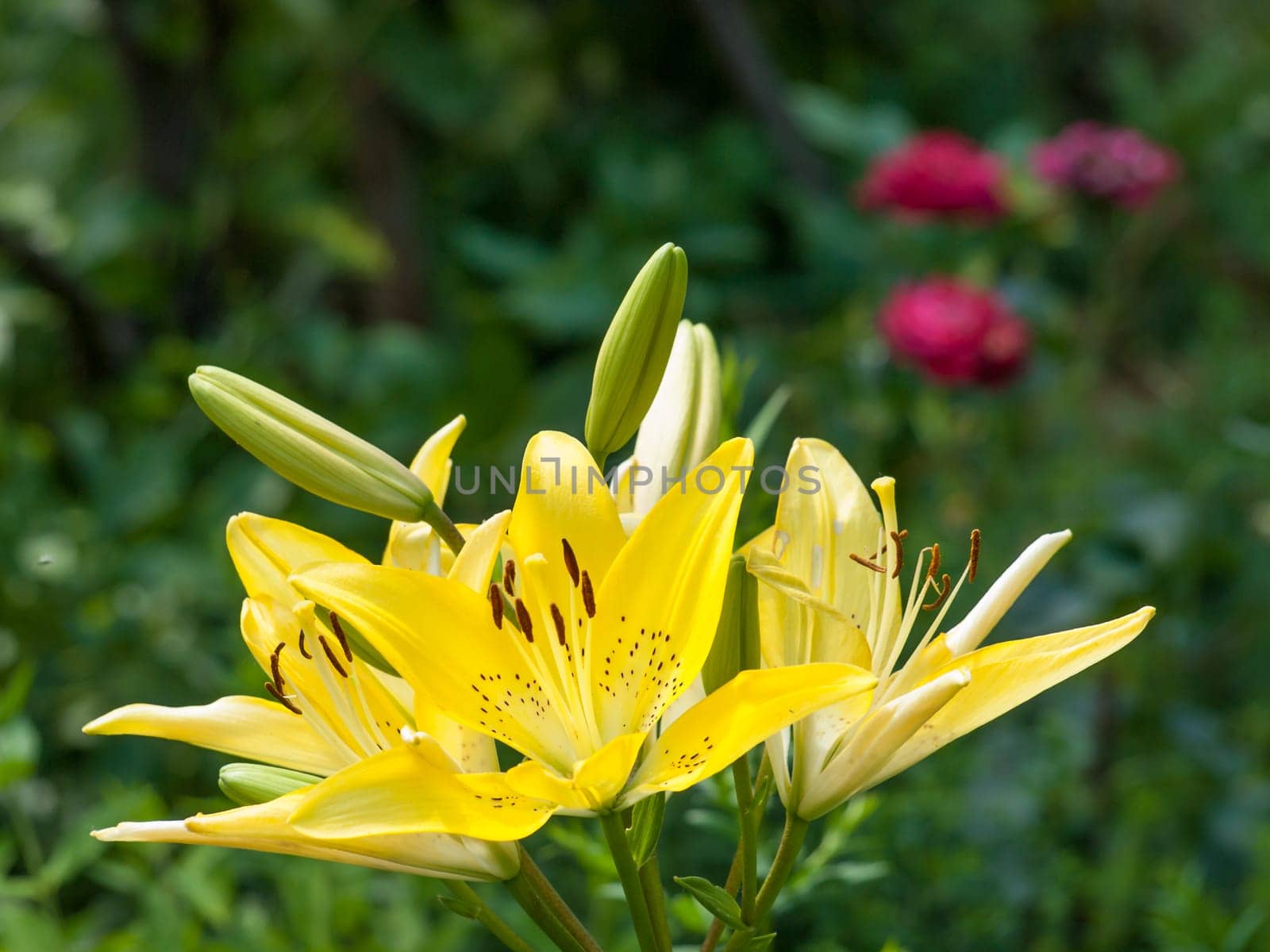 Yellow lily flowers in the summer garden on blurred green background. Shallow depth of field.