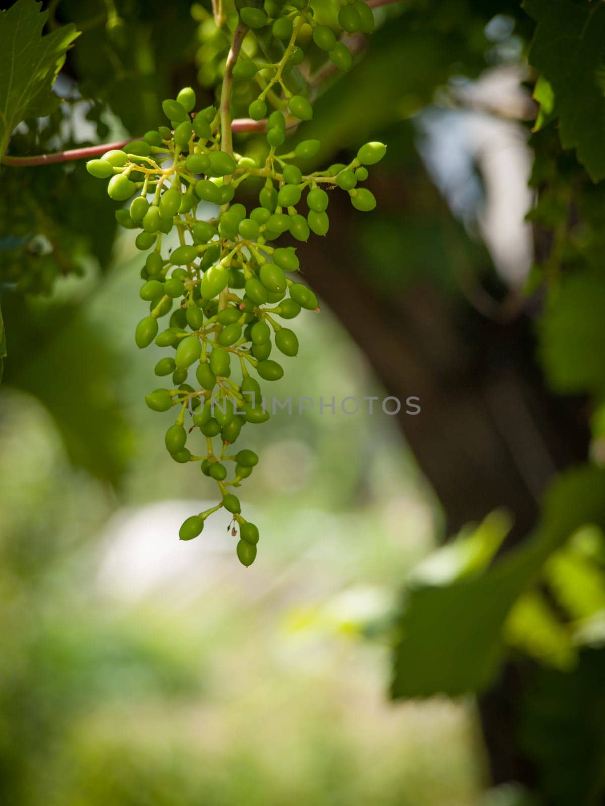 Close-up unripe green bunch of grapes in vineyard early summer. Shallow depth of field.