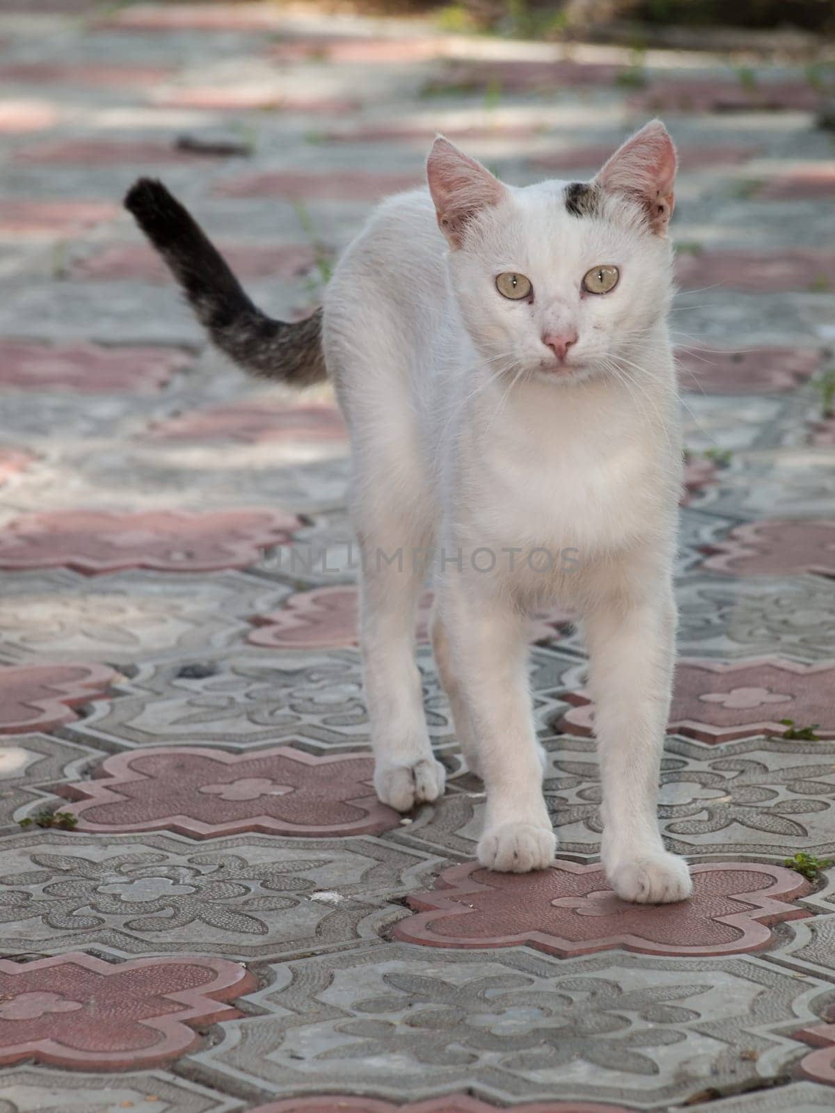 White cat walking in the yard on a tiled pavement in summer day.
