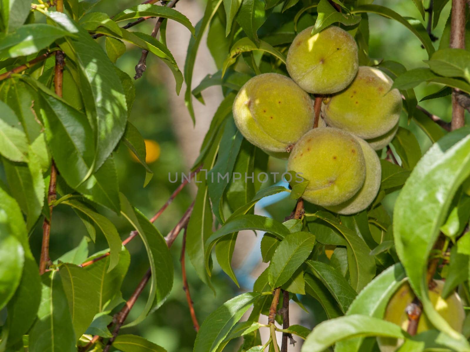 Close-up branch of peach tree with green unripe fruits in the orchard.
