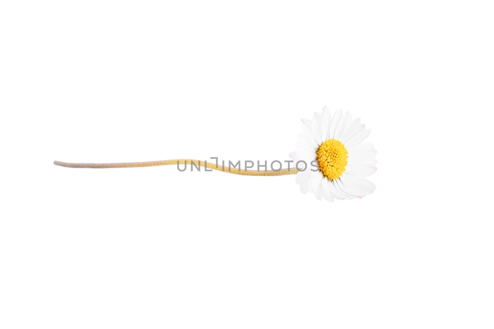 One white daisy flower isolated on white background