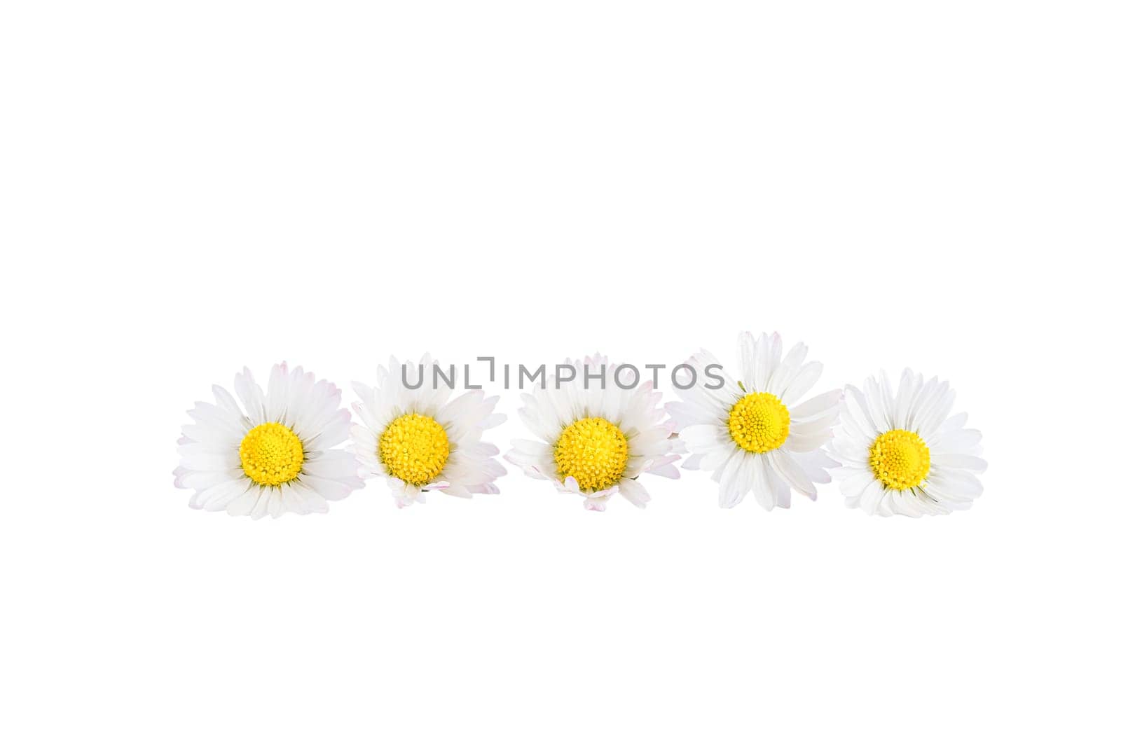 White daisies flowers isolated on white background