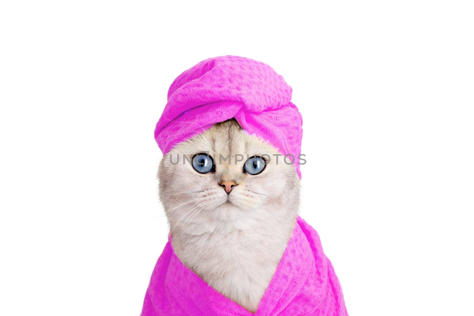 Portrait of cute white cat in a pink towel on his head and a pink bathrobe on a white background, look at camera . Copy space