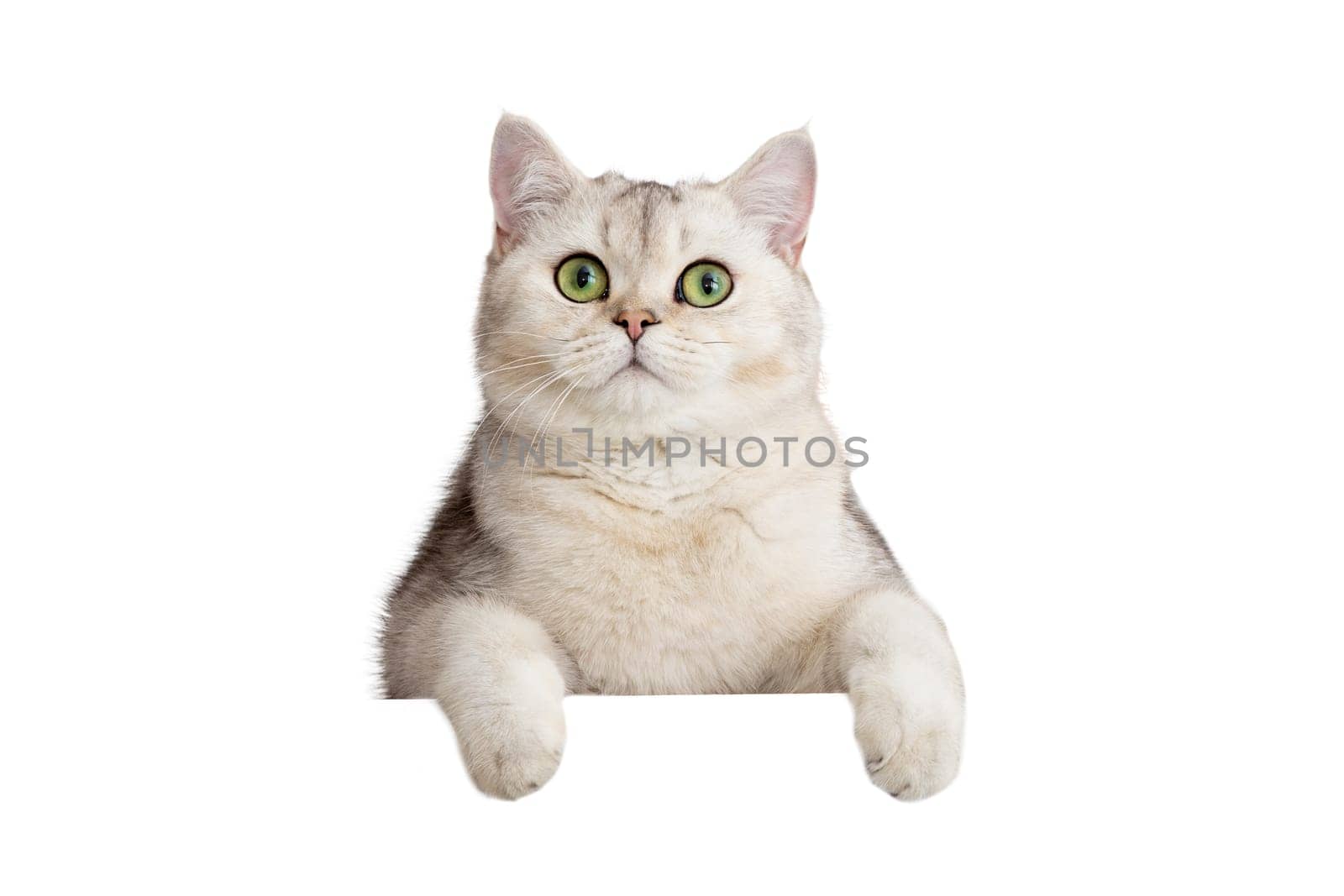 Cute white cat looks out from somewhere below with front paws because of something. Copy space. Mock up