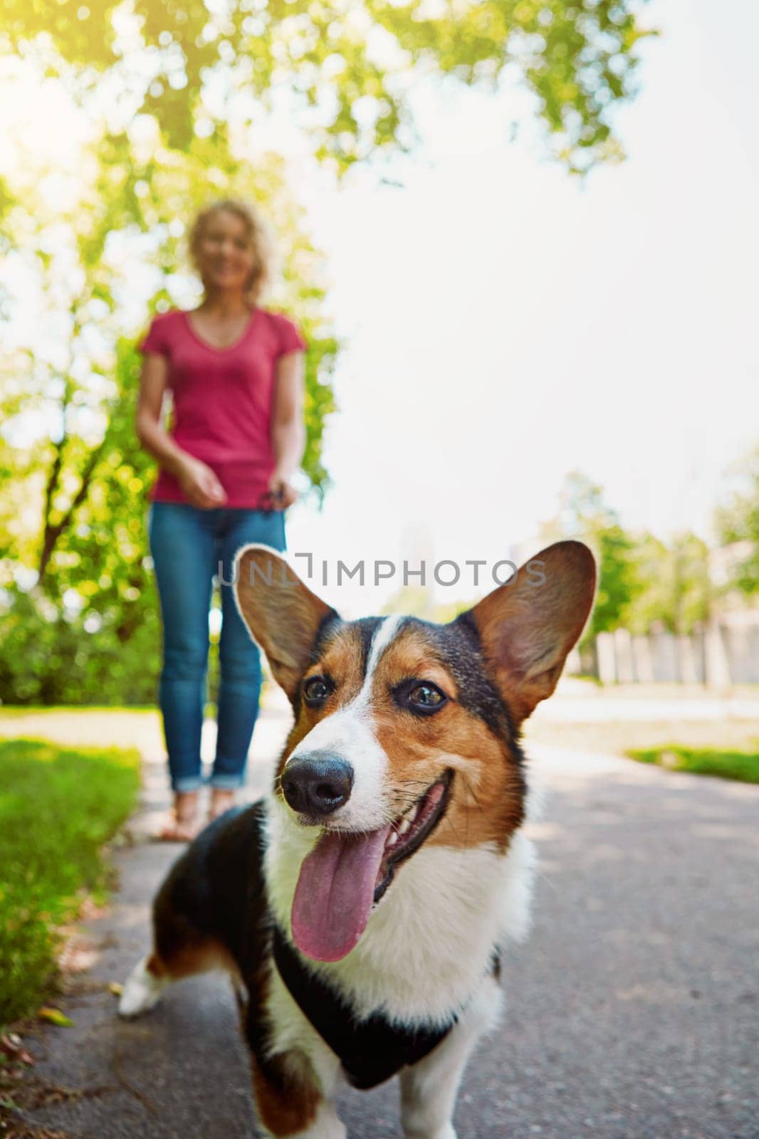 Healthy dogs are happy dogs. an attractive young woman walking her dog in the park. by YuriArcurs