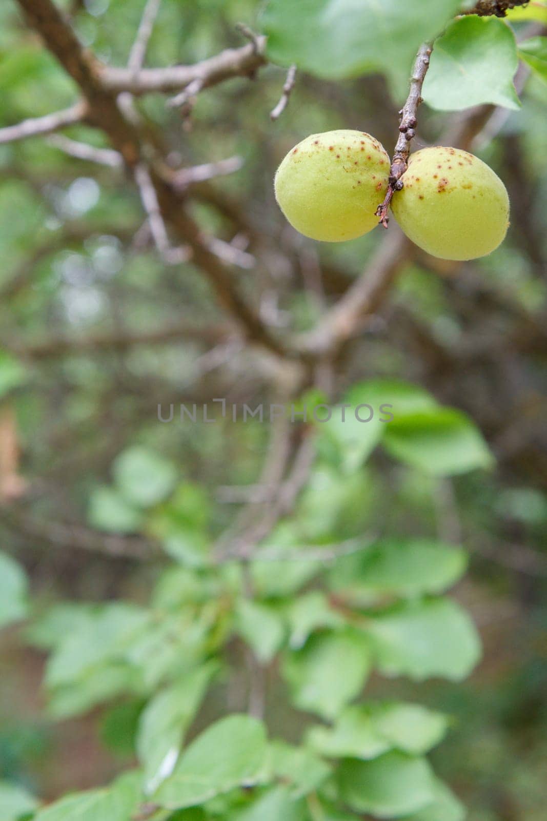 Close-up view of green unripe apricots on a tree with an orchard on the blurred background.