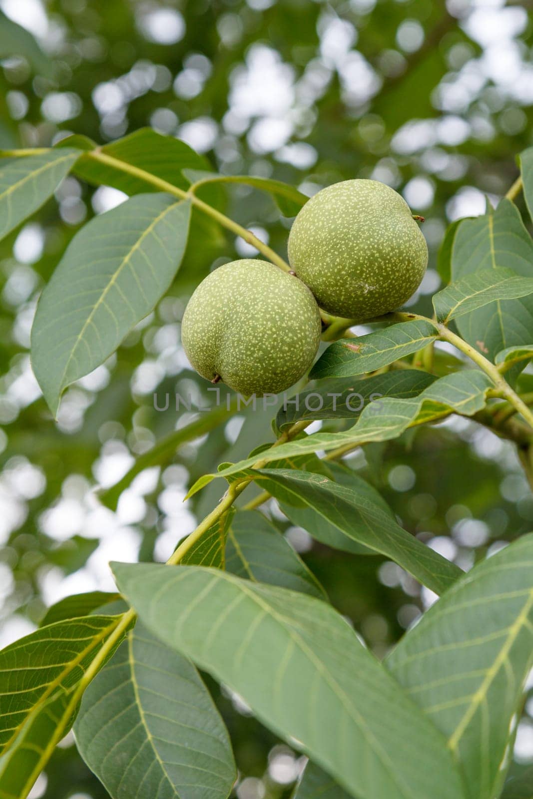Close-up view of green unripe walnuts on a tree with an orchard on the blurred background.
