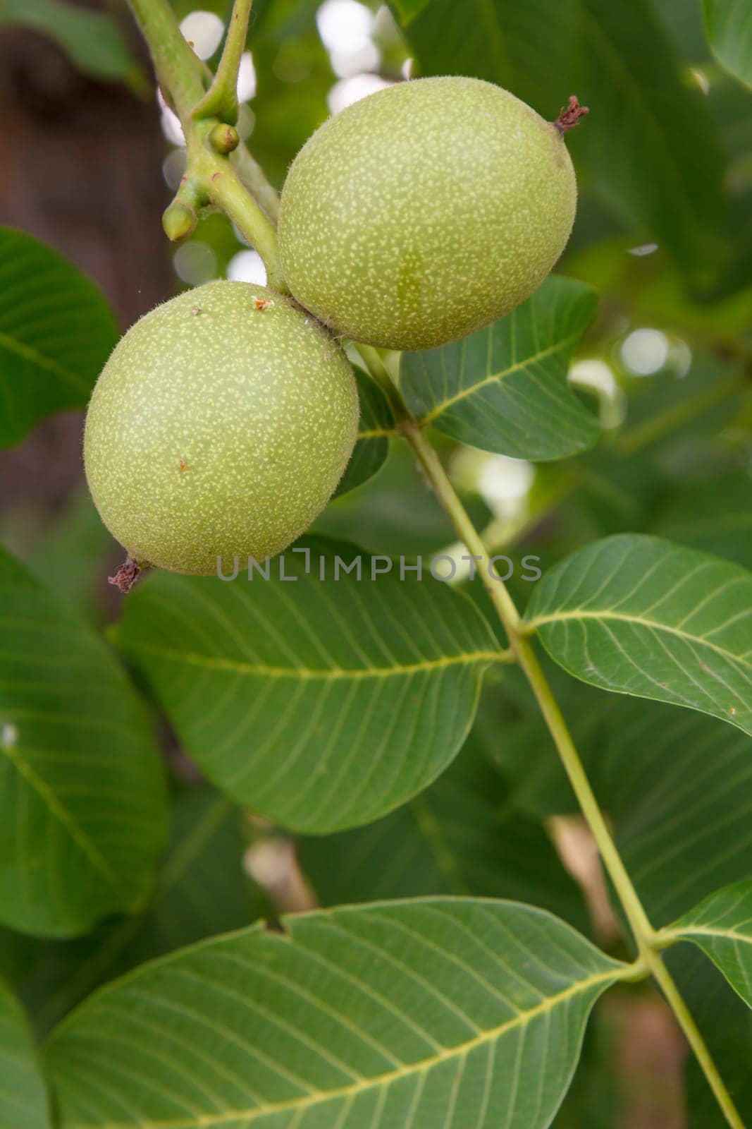 Close-up view of green unripe walnuts on a tree with branches on the blurred background.